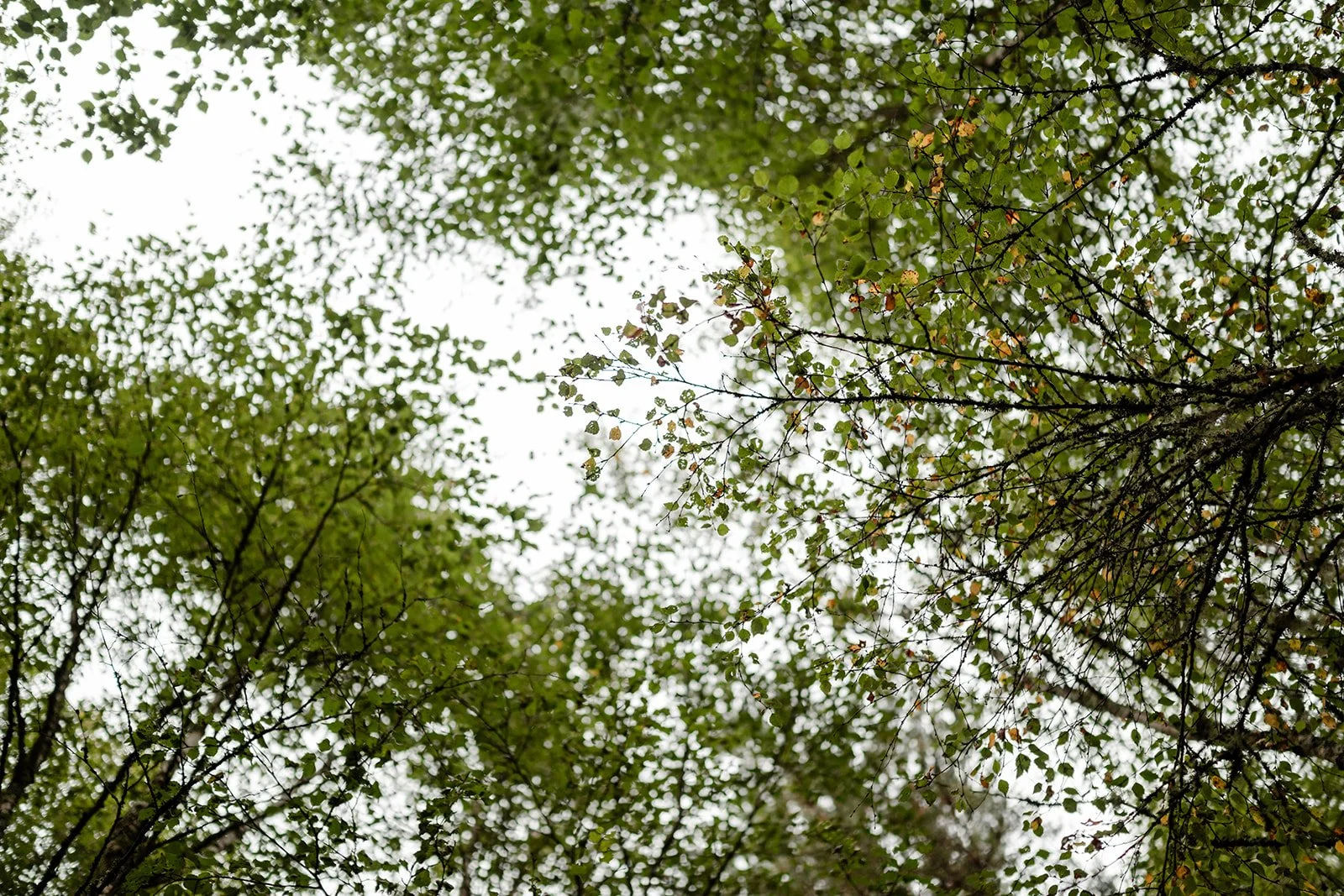 Looking up towards the sky with green birch tree leaves creating a pattern.