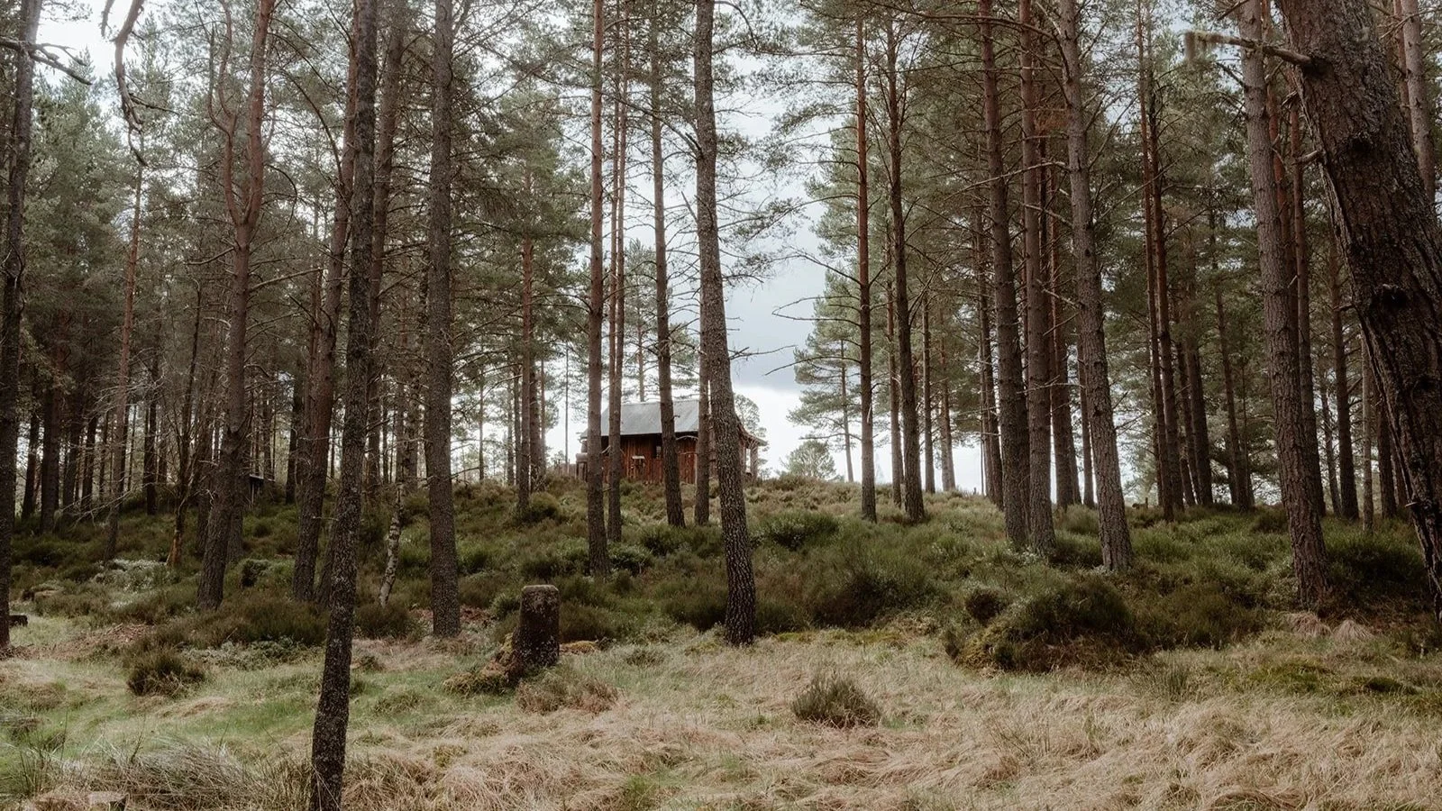 An off-grid cabin in a pine forest on top of a hill in the Cairngorms National Park