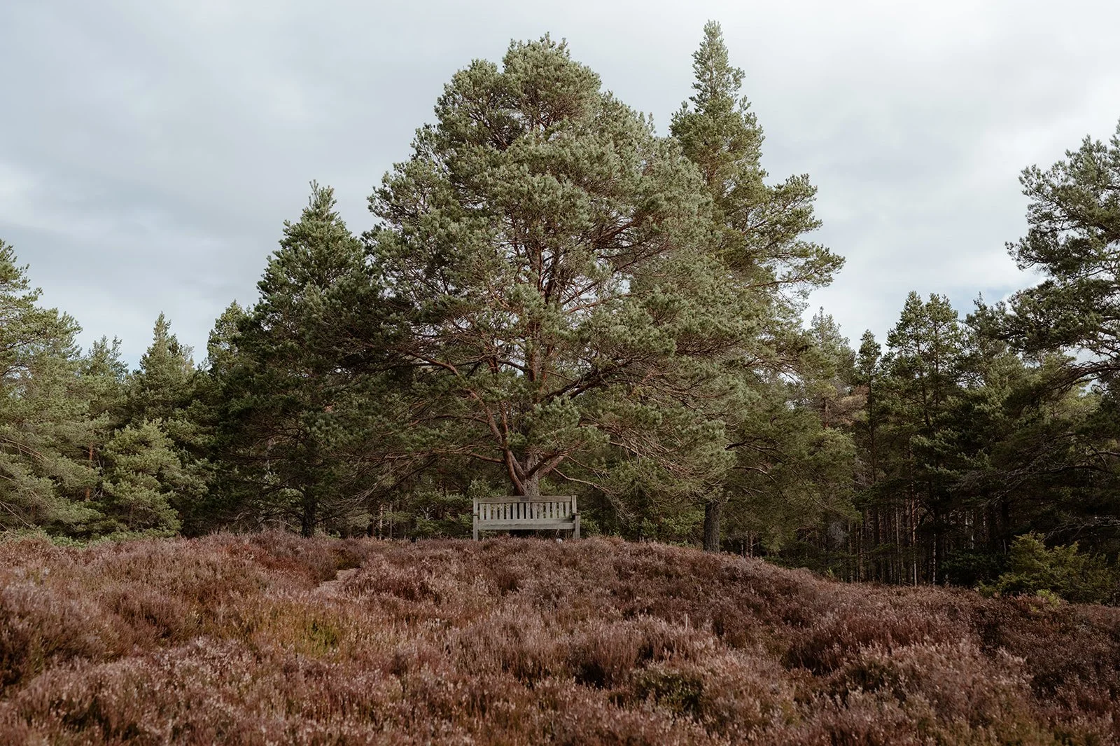a bench situated at the base of an old scots pine tree with a large canopy. The background shows a vast forest in the cairngorms national park, scotland and the foreground reveals purple heather.