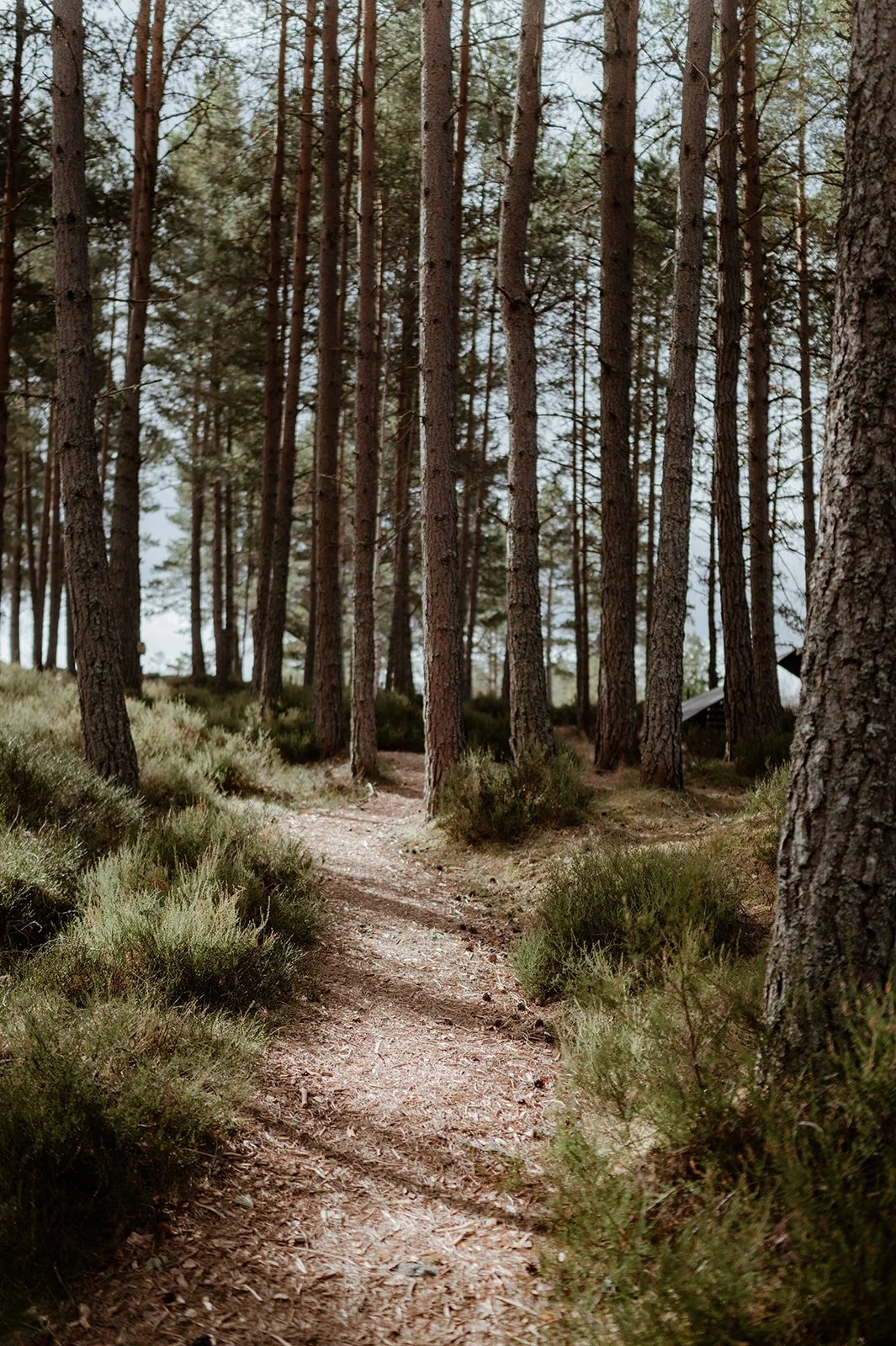 A path meandering through heather and pine forest.
