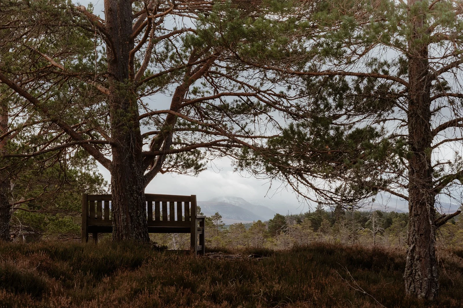 A bench at the base of a scots pine tree looking out towards cloud covered mountains