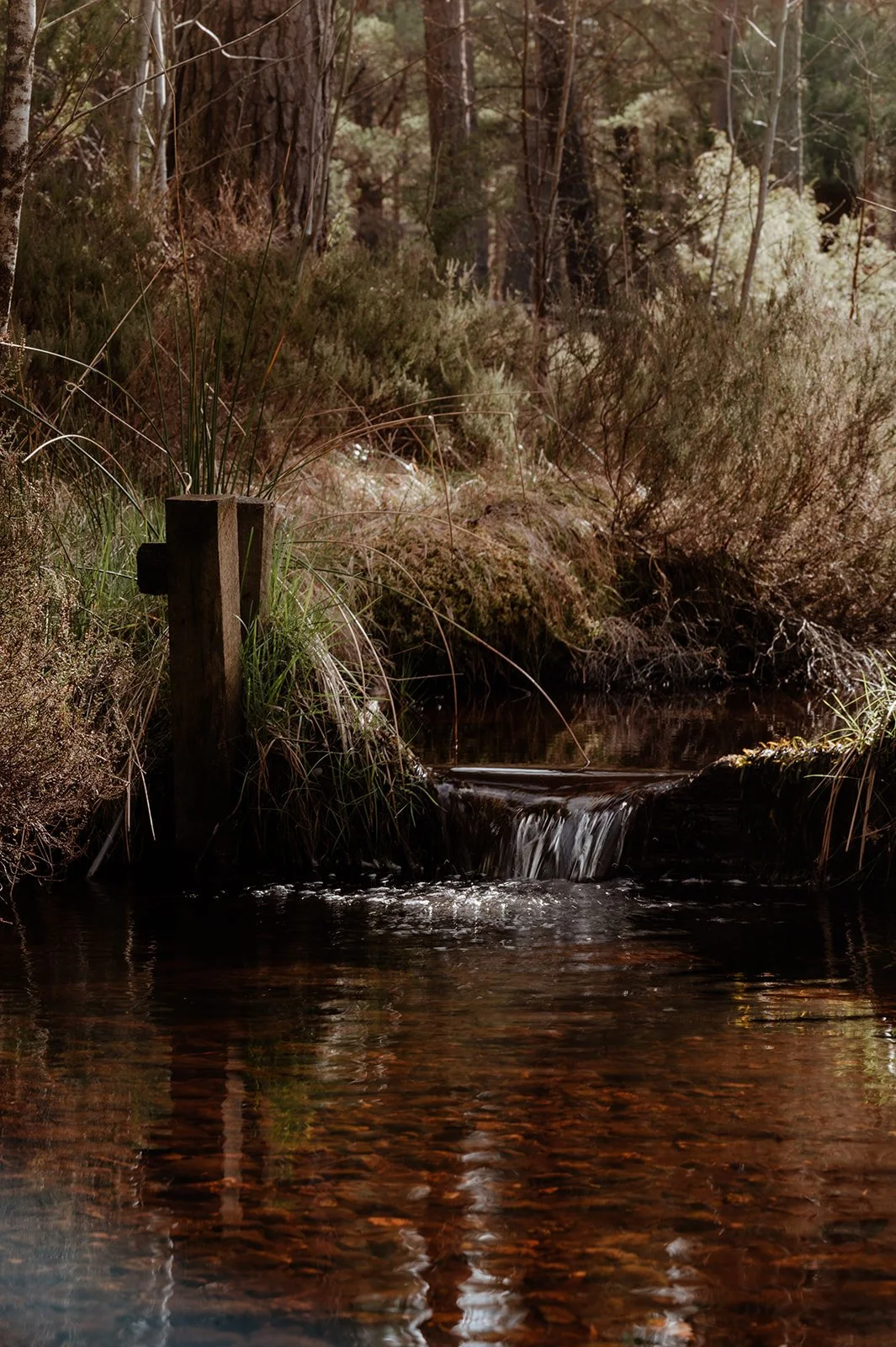 A small stream of running peaty water. On the banks there is grass and heather and in the background there is a pine forest.