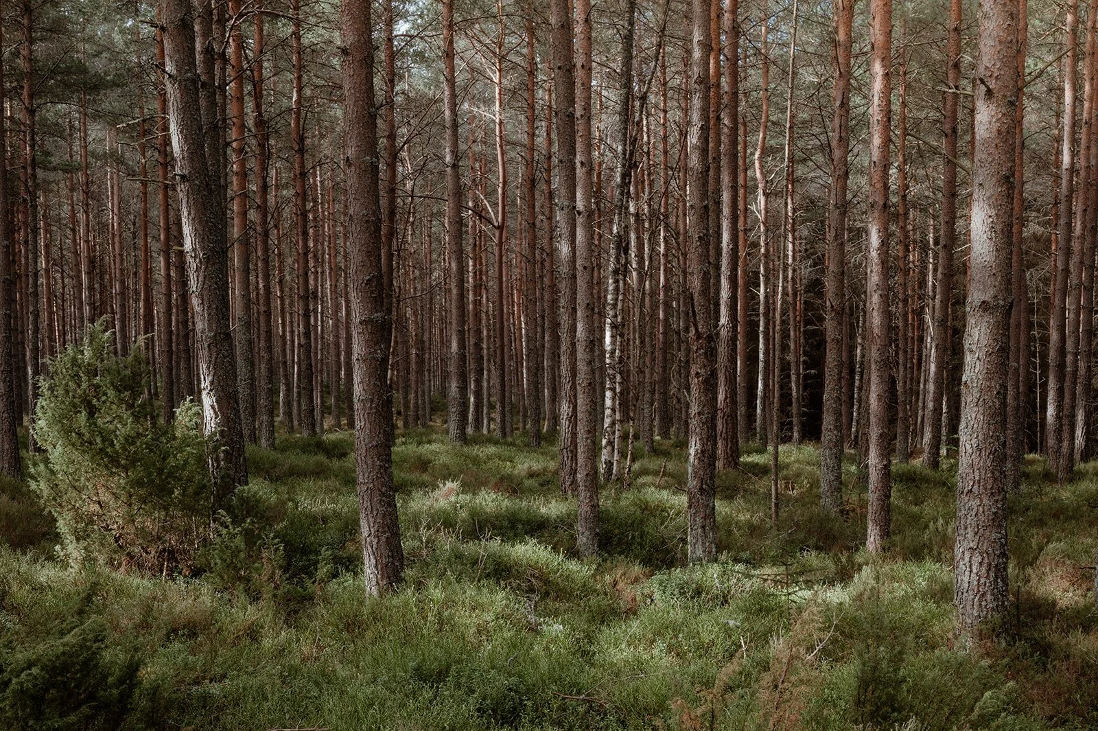 A scots pine forest with green shurbs, blaeberries, heather and juniper bushes in the Cairngorms National Park, Scotland