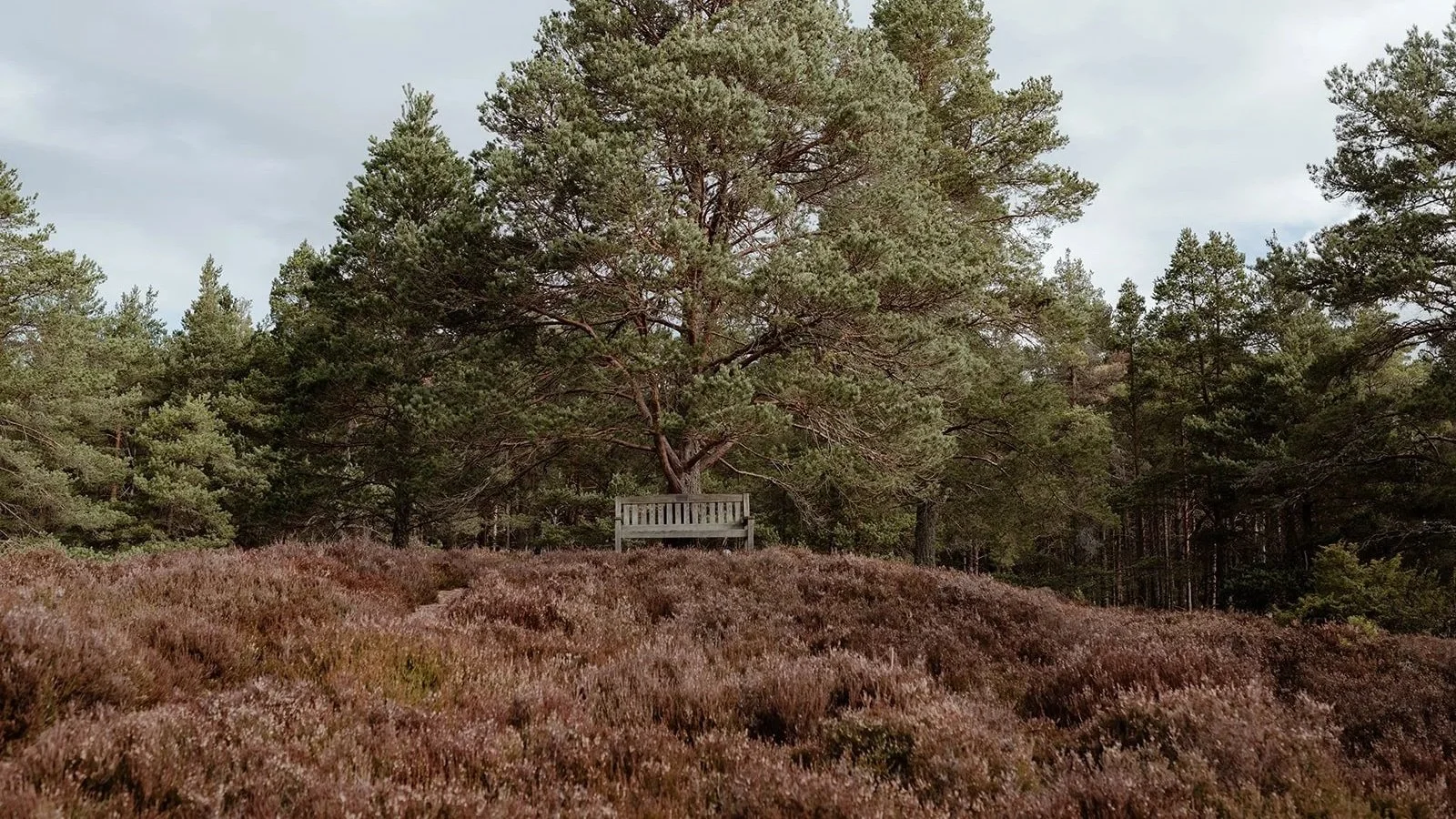 A bench at the base of a large scots pine tree on the top of a hill. Heather in the foreground, this is a viewpoint perfect for stargazing.