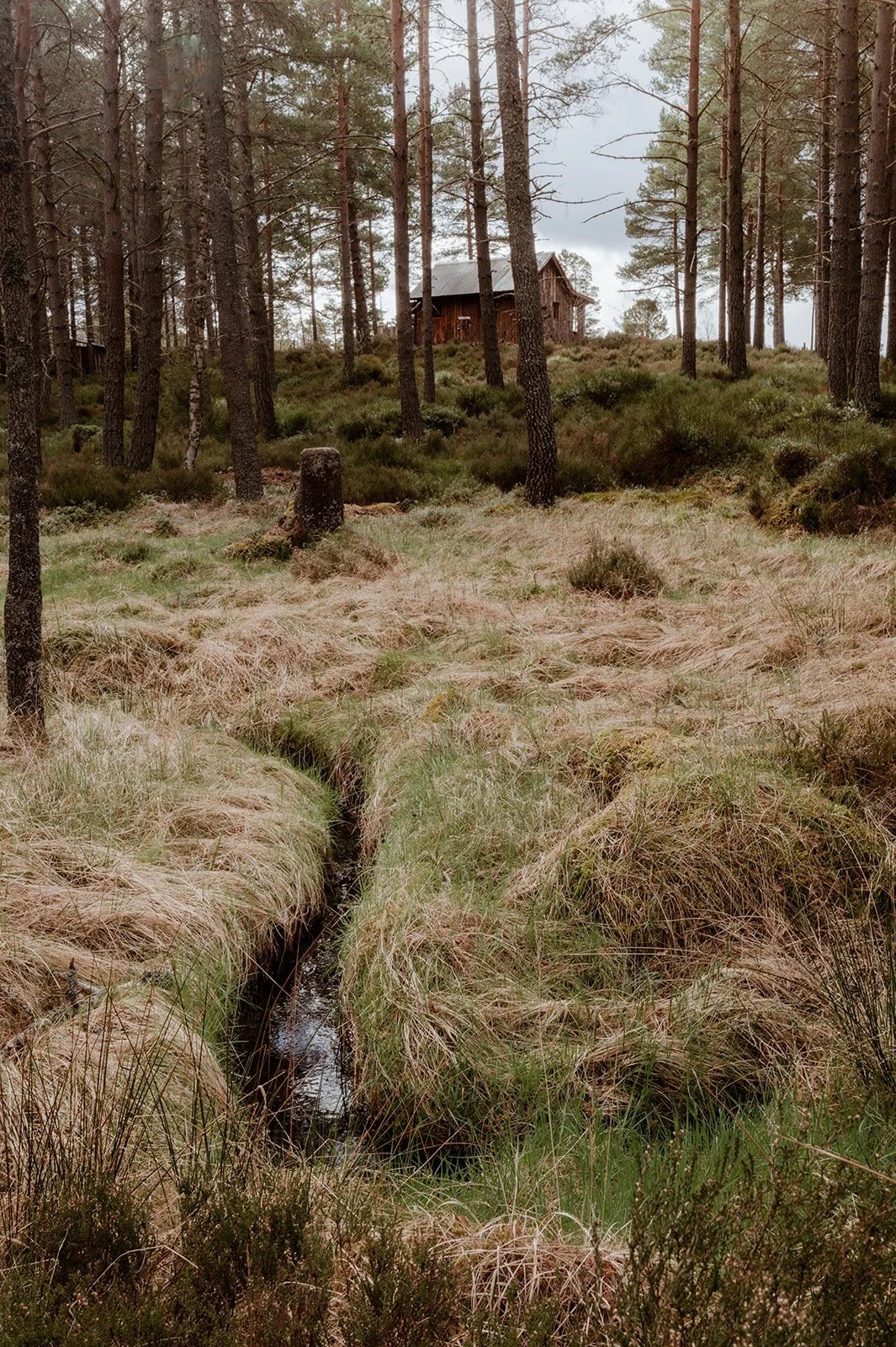 A rustic wooden cabin surrounded by tall pine trees in a forest, with a small dirt path leading to it, under a cloudy sky.