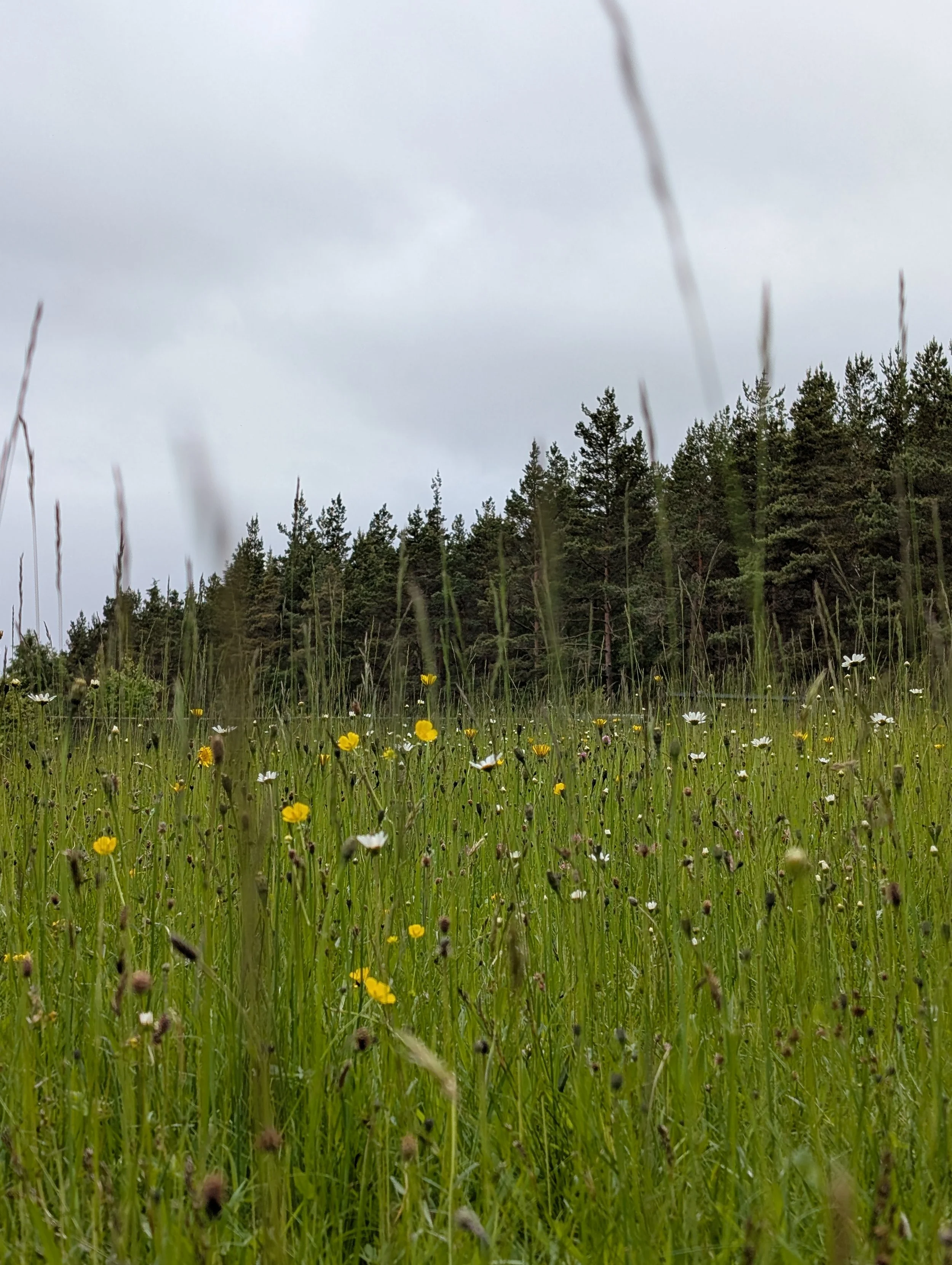 wild flowers in a field with pine trees in the background