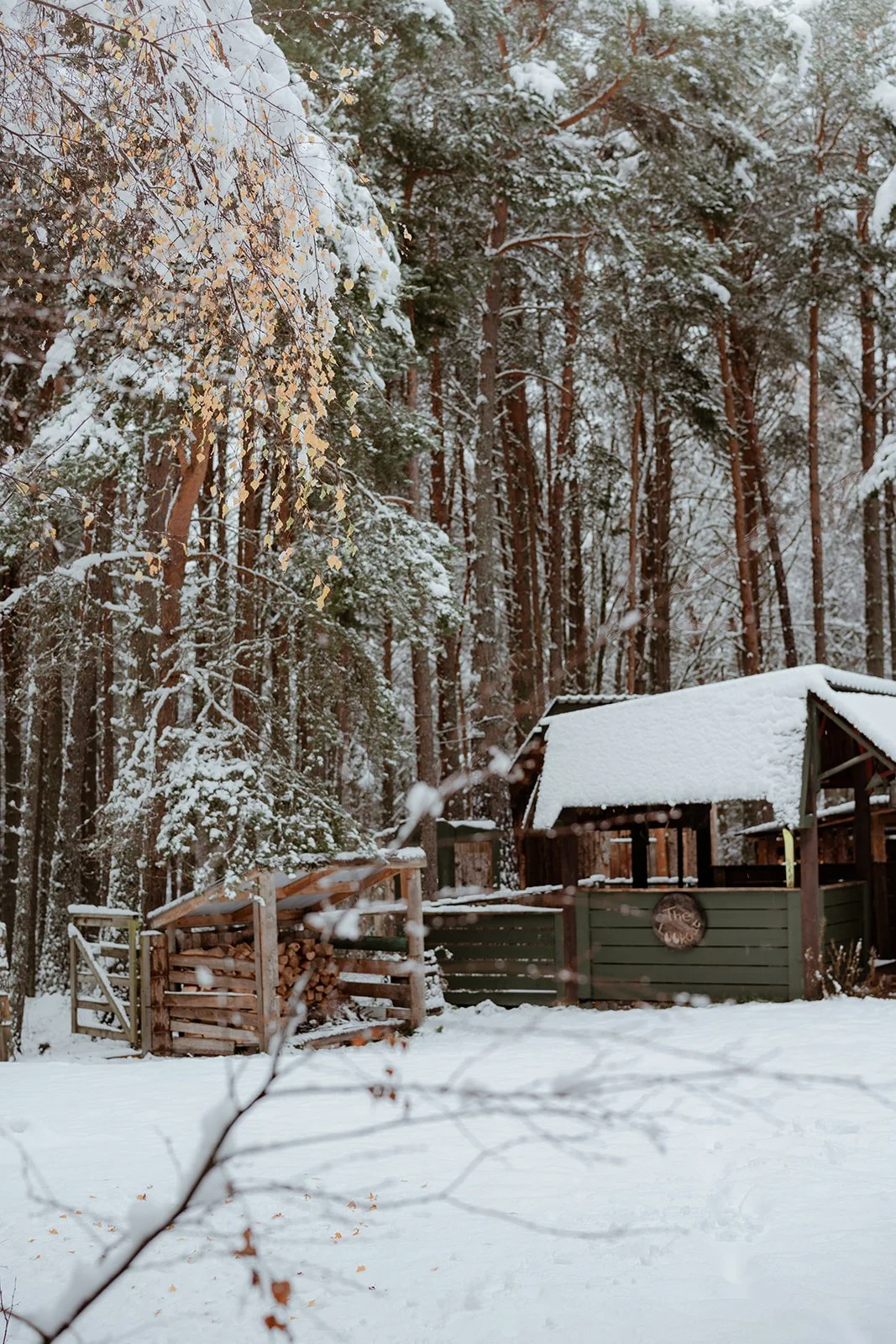 A snow-covered backyard with a woodpile under a small shelter, a green fence, and surrounded by tall trees with snow on their branches.
