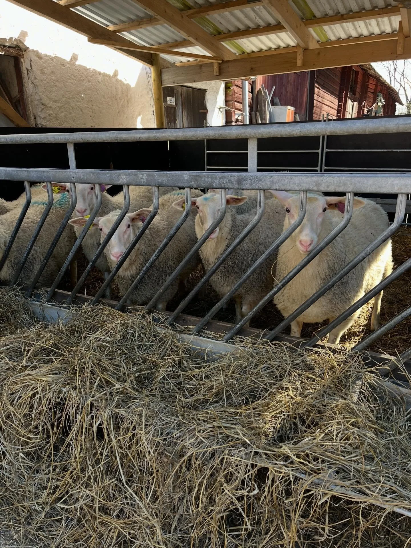 Leverant&ouml;rsbes&ouml;k p&aring; riktigt🐑🐑🐑

Premi&auml;r 1 maj p&aring; V&aring;rmarknaden i H&ouml;rsta f&ouml;r glass fr&aring;n @enfartacka En s&aring;dan d&auml;r sak jag t&auml;nkt l&auml;nge att jag skulle vilja prova att ha och nu har j