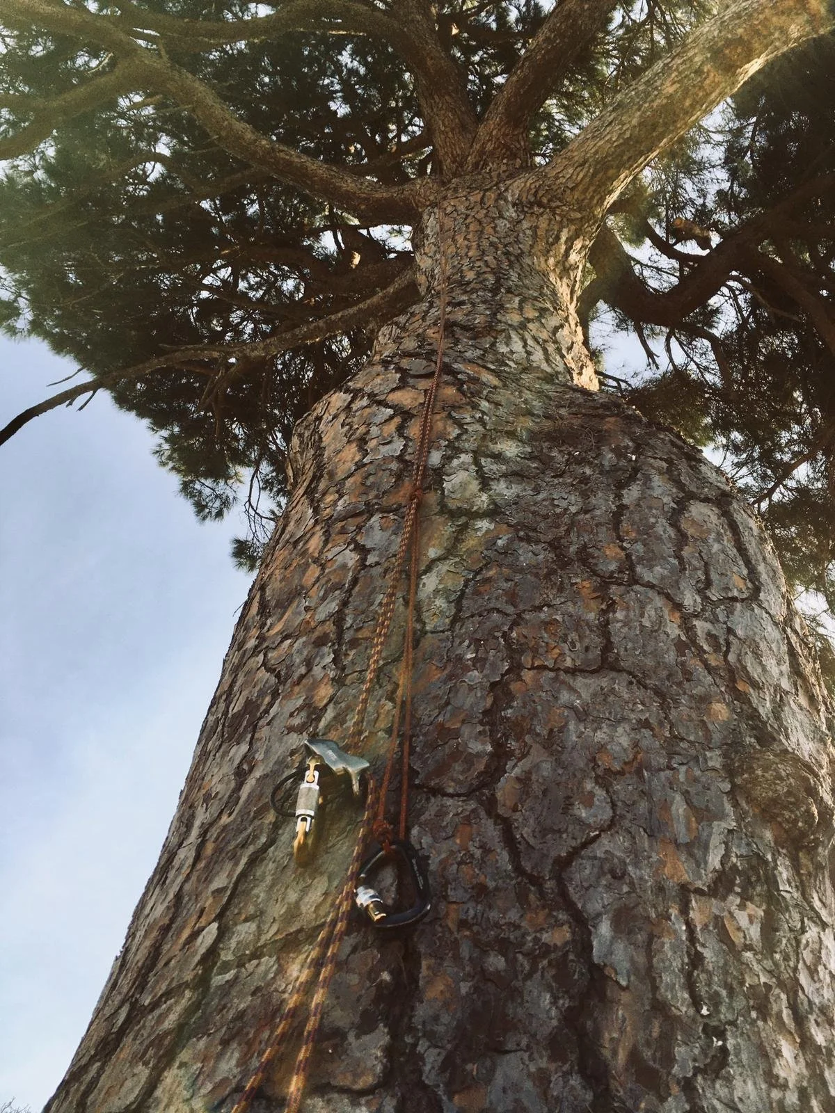 Pinus pinea 2.jpg