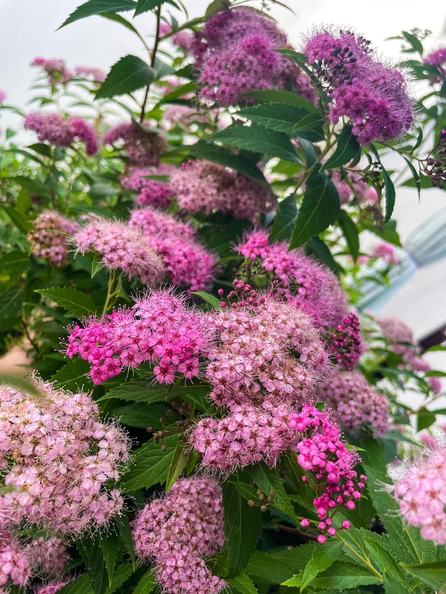 Spiraea.jpg