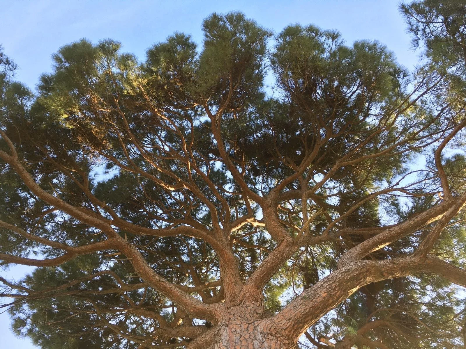Pinus pinea 3.jpg