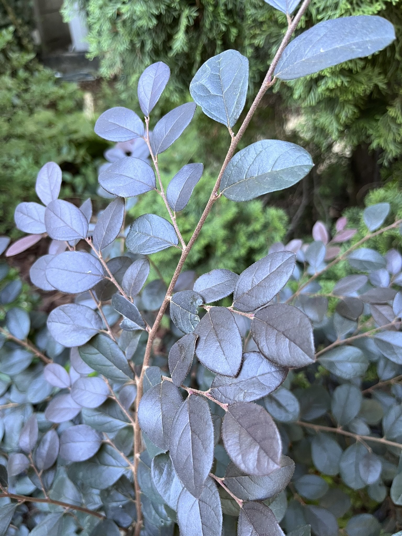 IMG_0947.JPEG