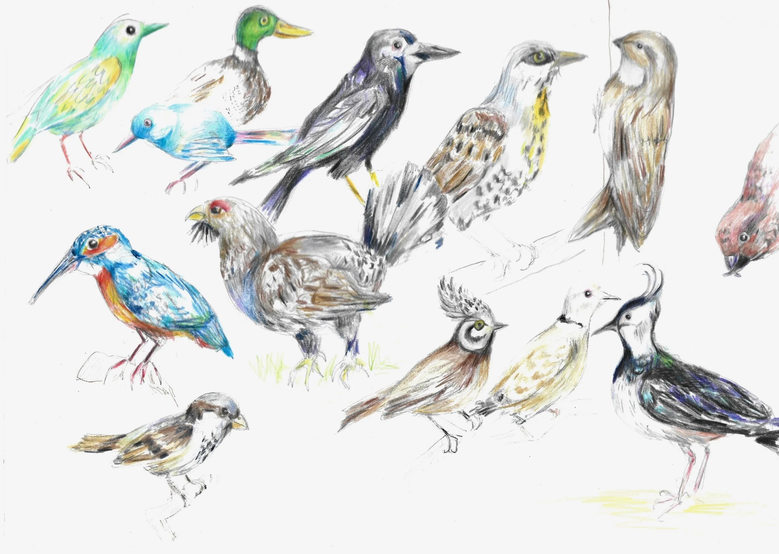 Birdies, some real. some made up