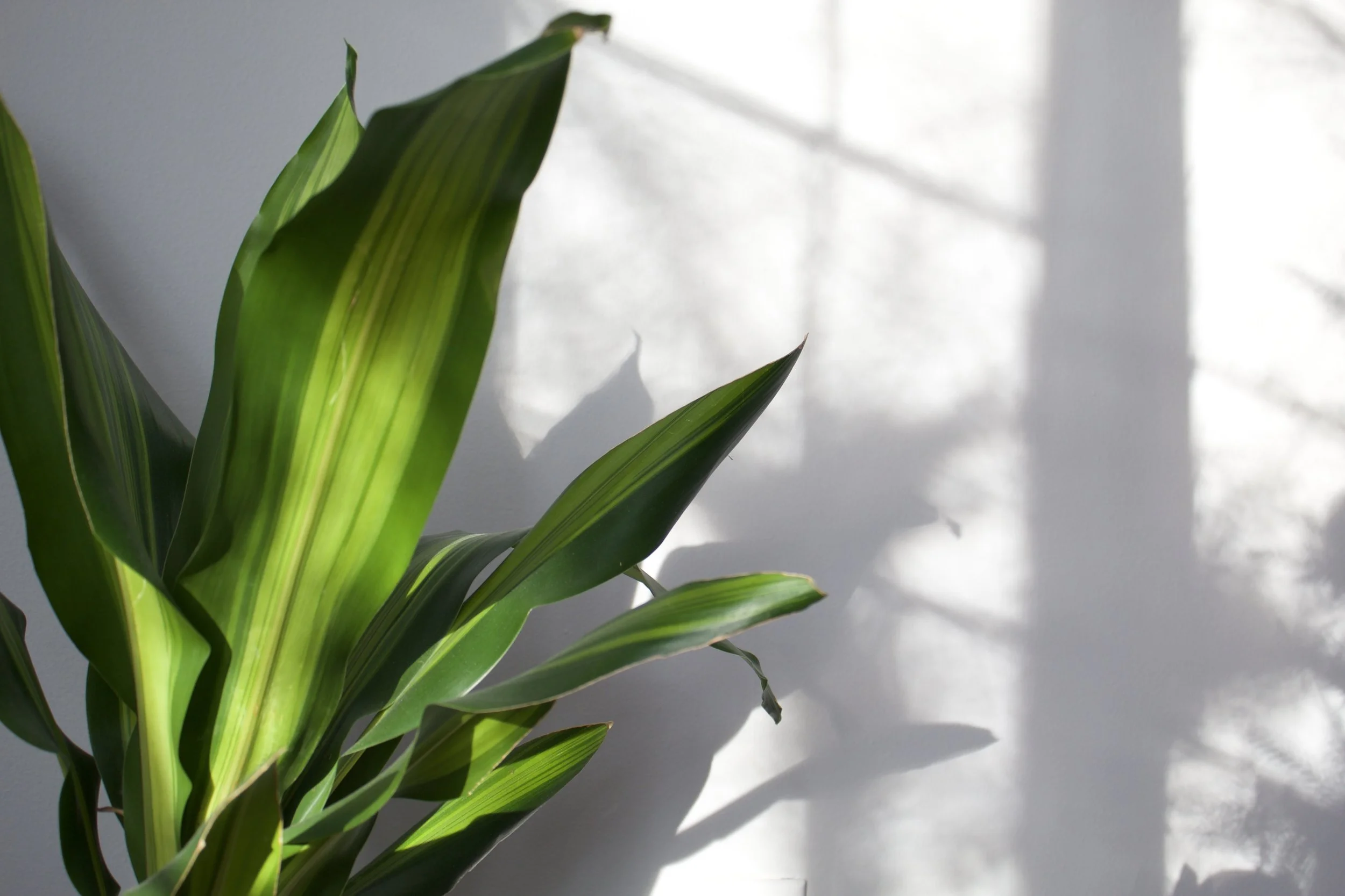 Passive House Design Principles: What They Are, What They Prevent, and Why the Order Matters