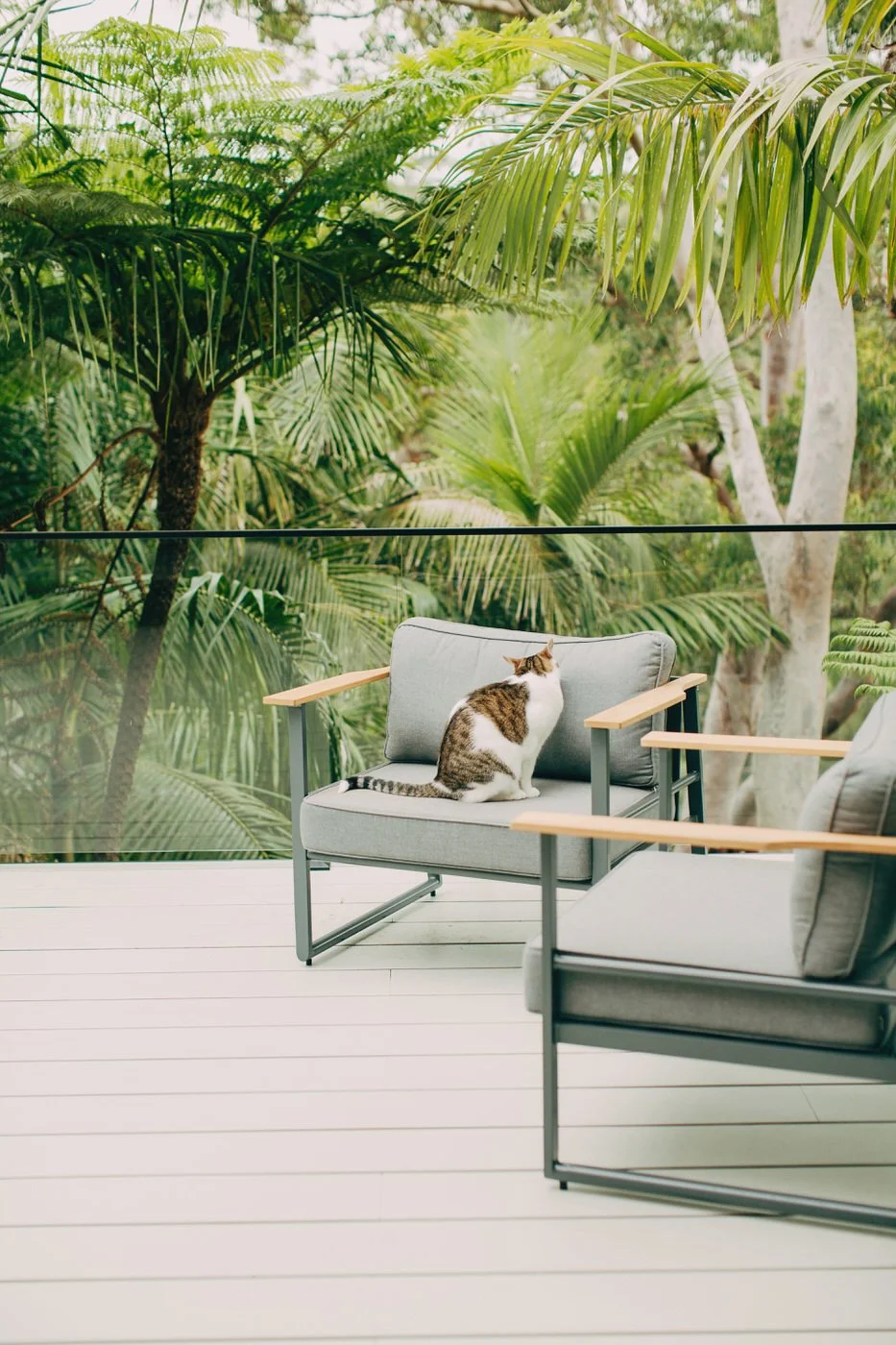 A cat sitting quietly on cushioned alfresco furniture with a lush tropical canopy of palms and ferns visible through a sleek glass balustrade, the naturally immersive outdoor spaces of healthy homes in Dee Why