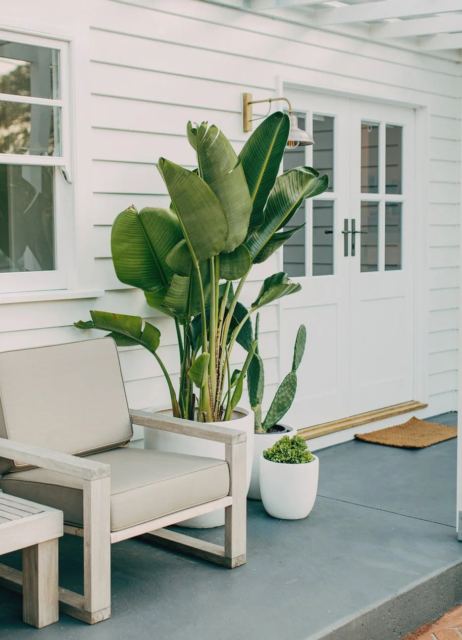 A generous bird of paradise plant fills the entry of a white weatherboard home alongside a cushioned outdoor chair, a brass barn wall light, and elegant double French doors, a welcoming and characterful detail of healthy homes in Dee Why