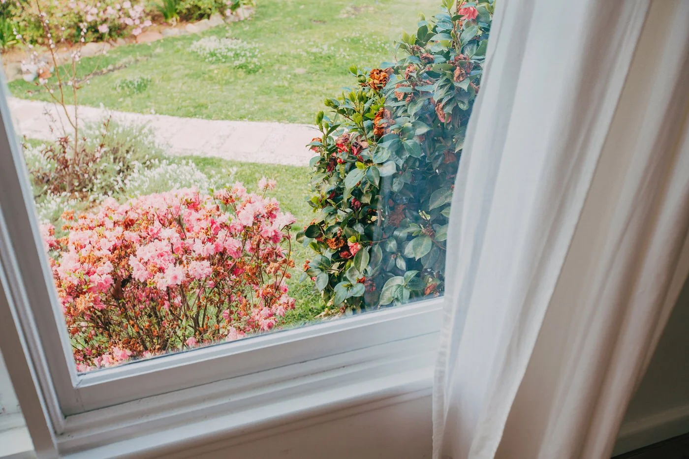 Garden view through window with pink flowering bushes and lawn at a Baulkham Hills property featuring quality custom extension work