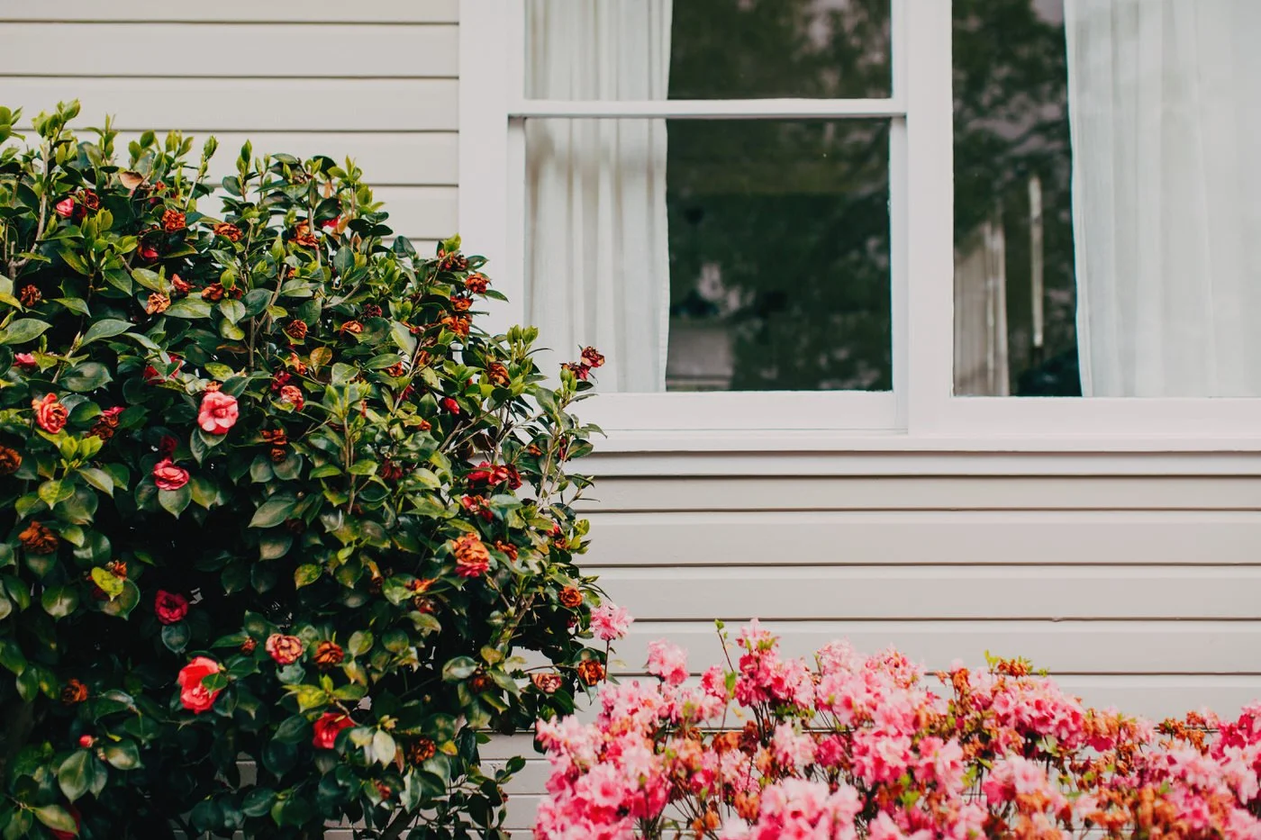 Beige weatherboard house exterior with garden window and vibrant flowering beds at a Thornleigh custom extension project