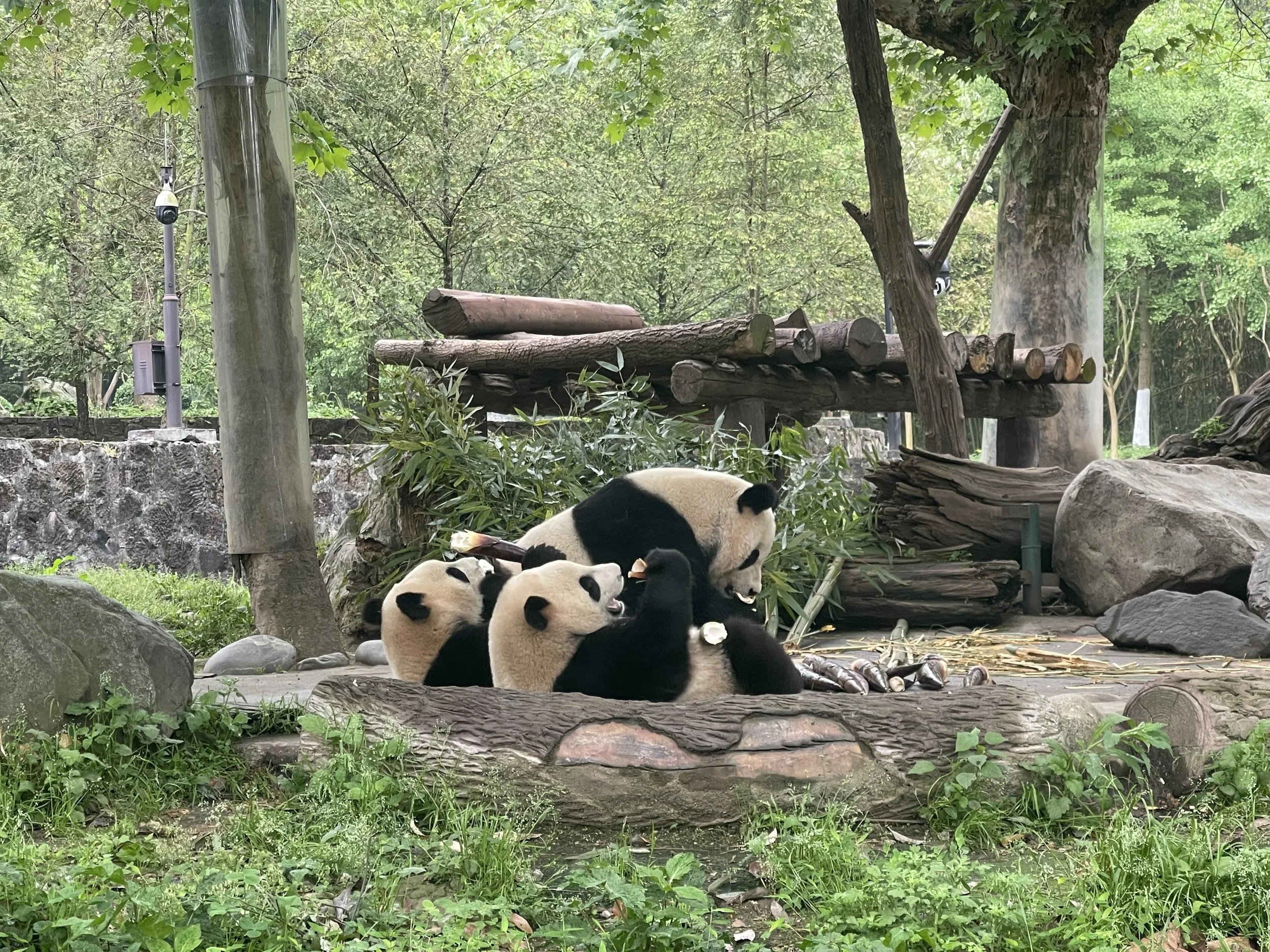 成都大熊猫基地（2）.jpg