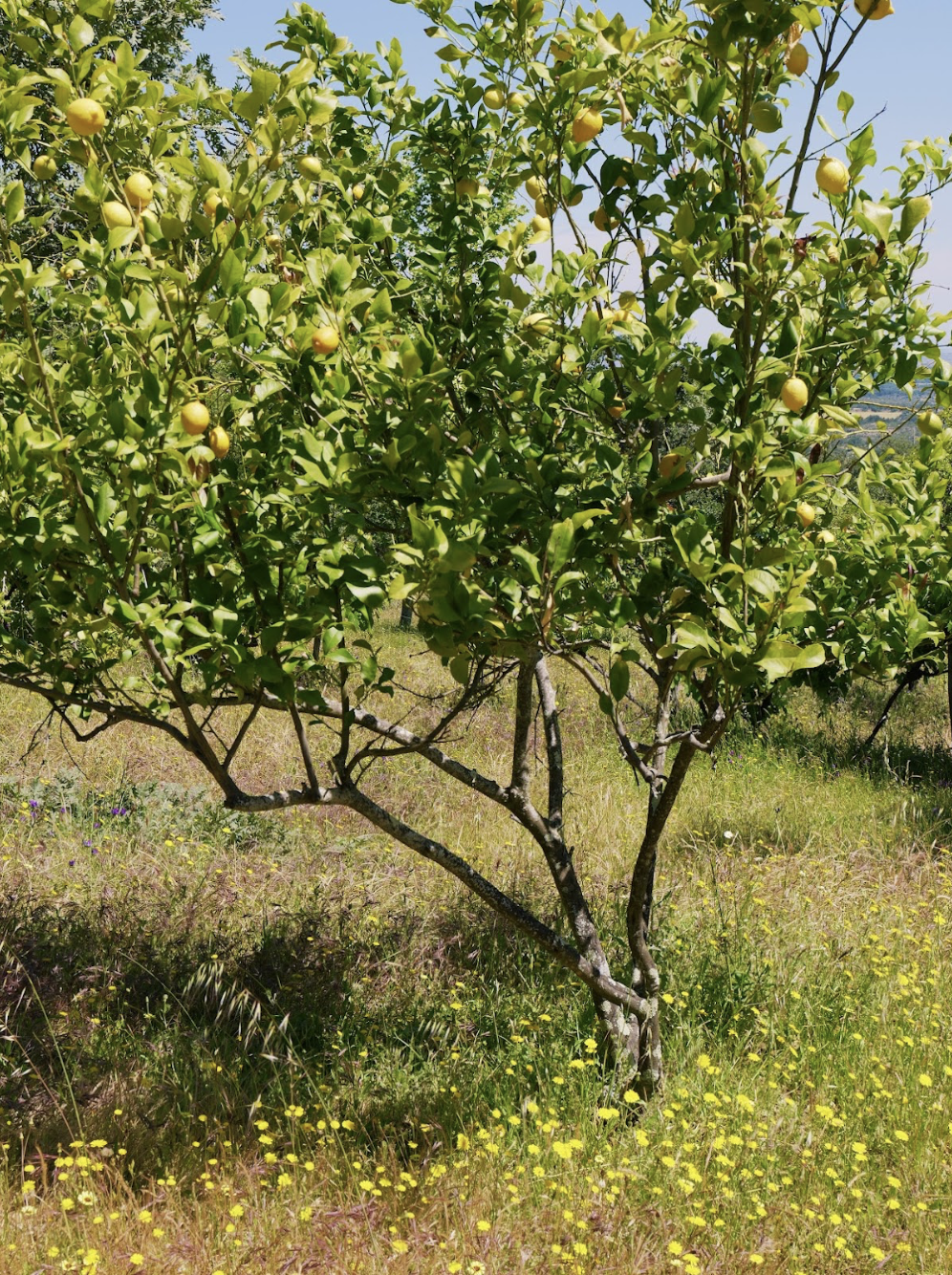 Lemon tree surrounded by yellow flowers