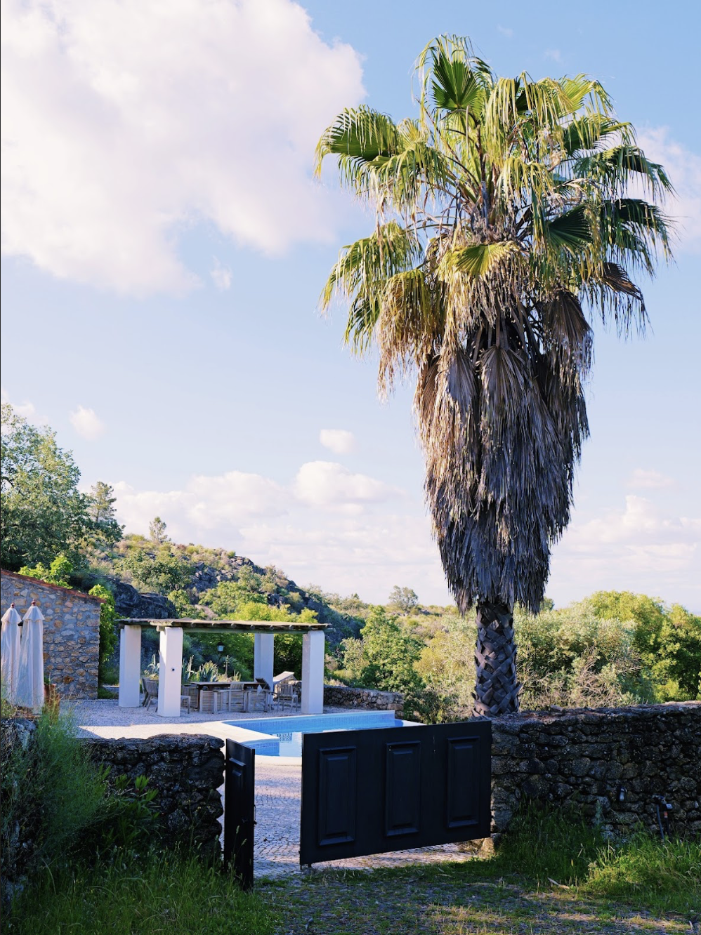 palm tree at the entrance of the private terrace and swimming pool area
