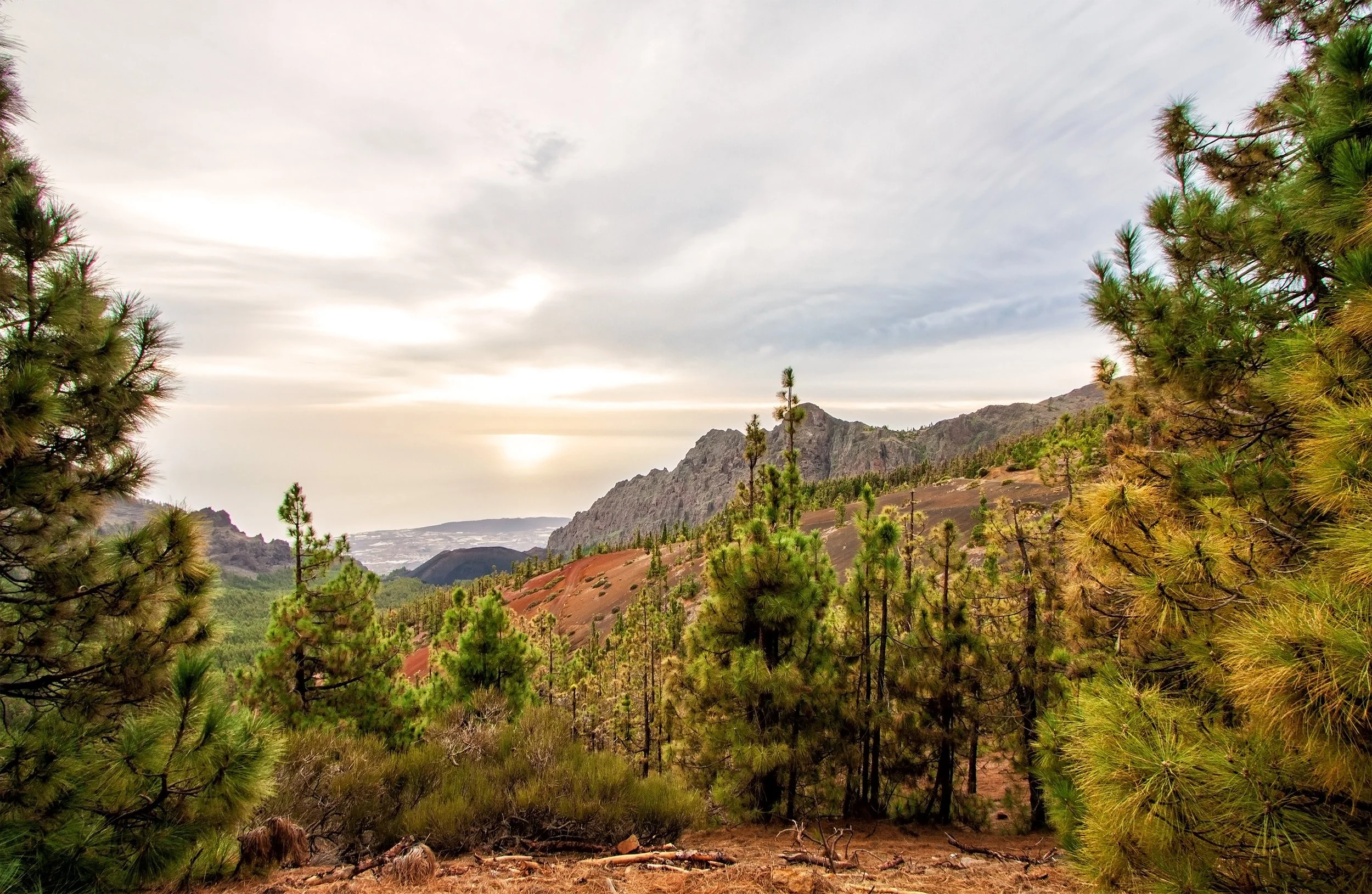Landscape of a mountainous landscape with pine trees in the foreground, rocky peaks in the background, and cloudy sky during sunset or sunrise.