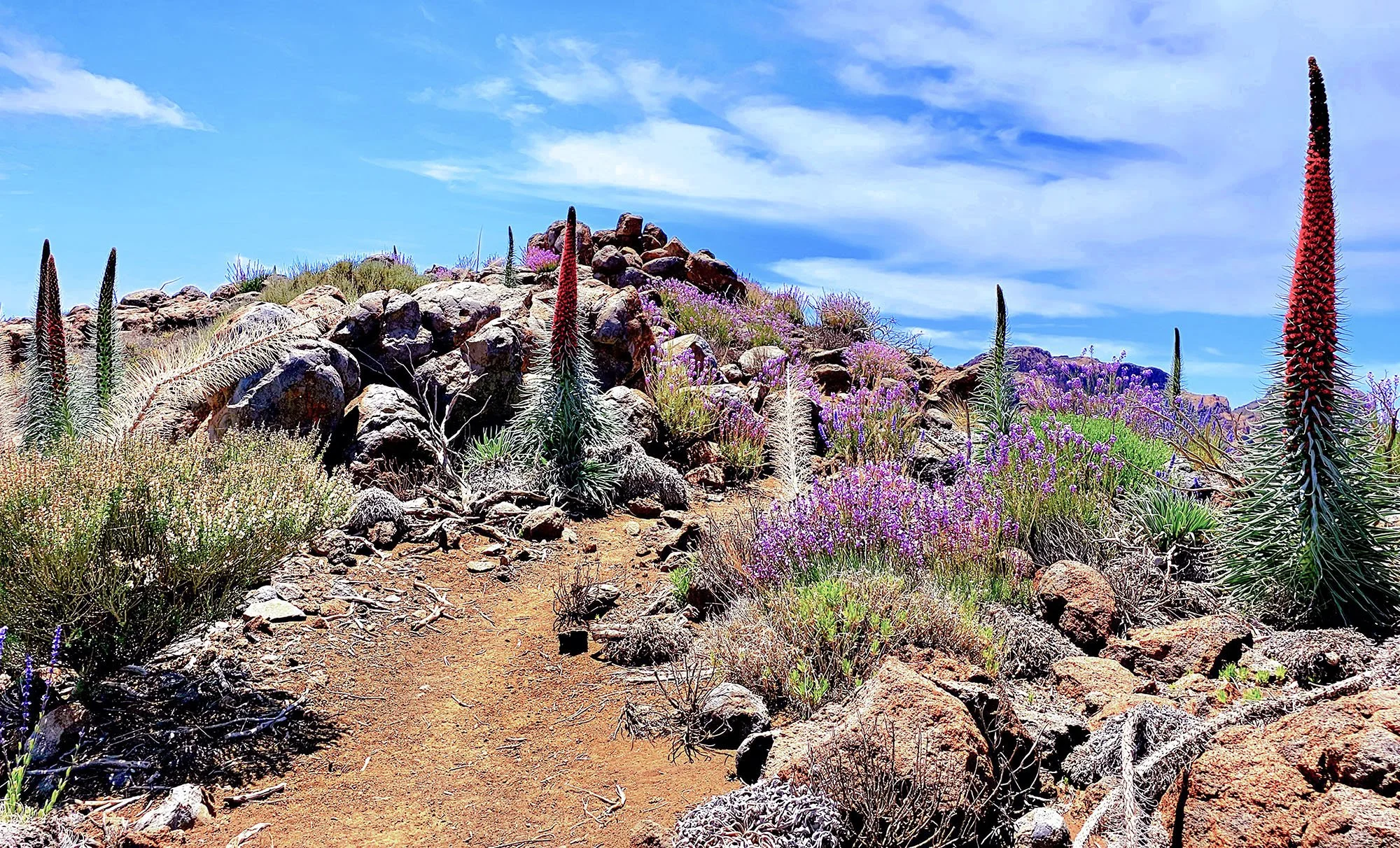 Vilaflor to El Sombrero Trail Run with Leanne Rive