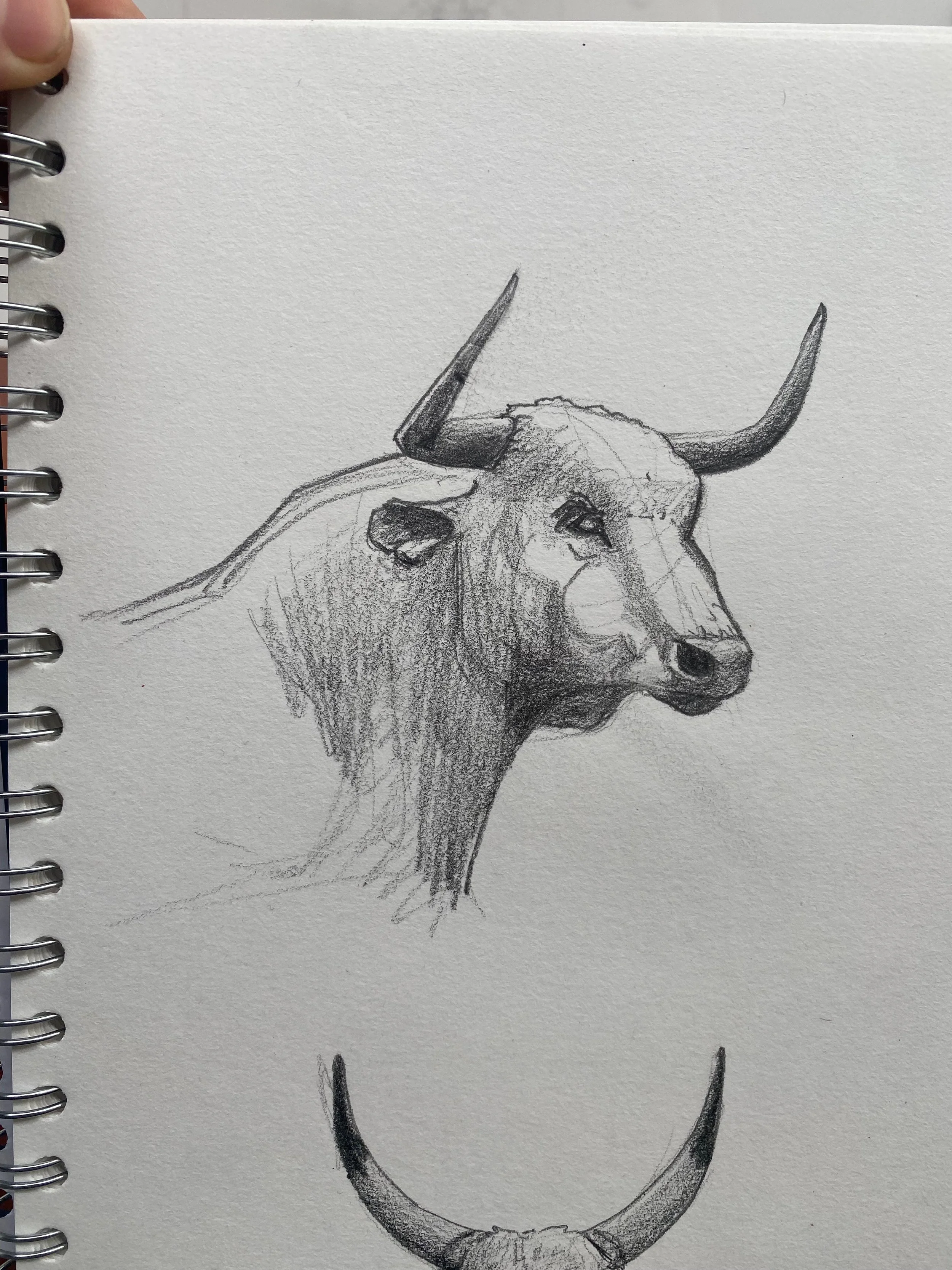 BULL_01.jpeg