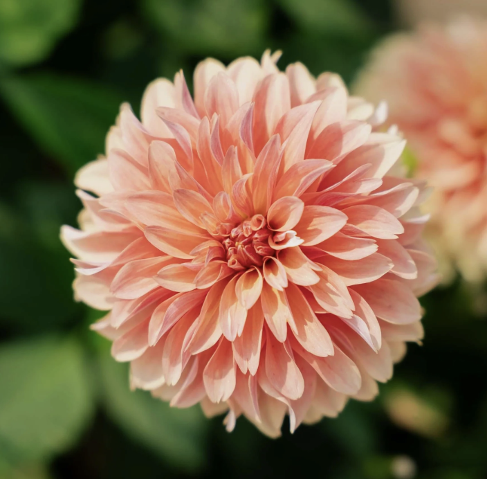 Screenshot 2025-10-06 at 6.46.41 PM.png