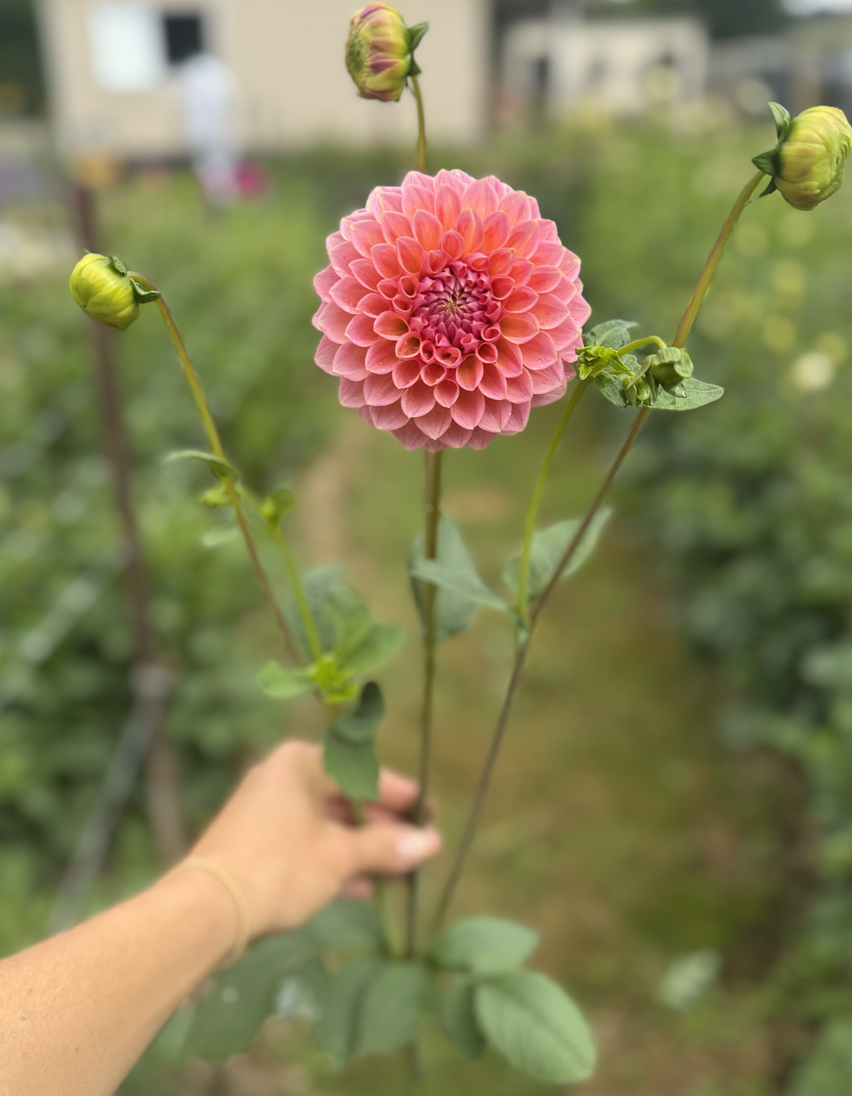 Screenshot 2026-03-23 at 10.03.04 PM.png