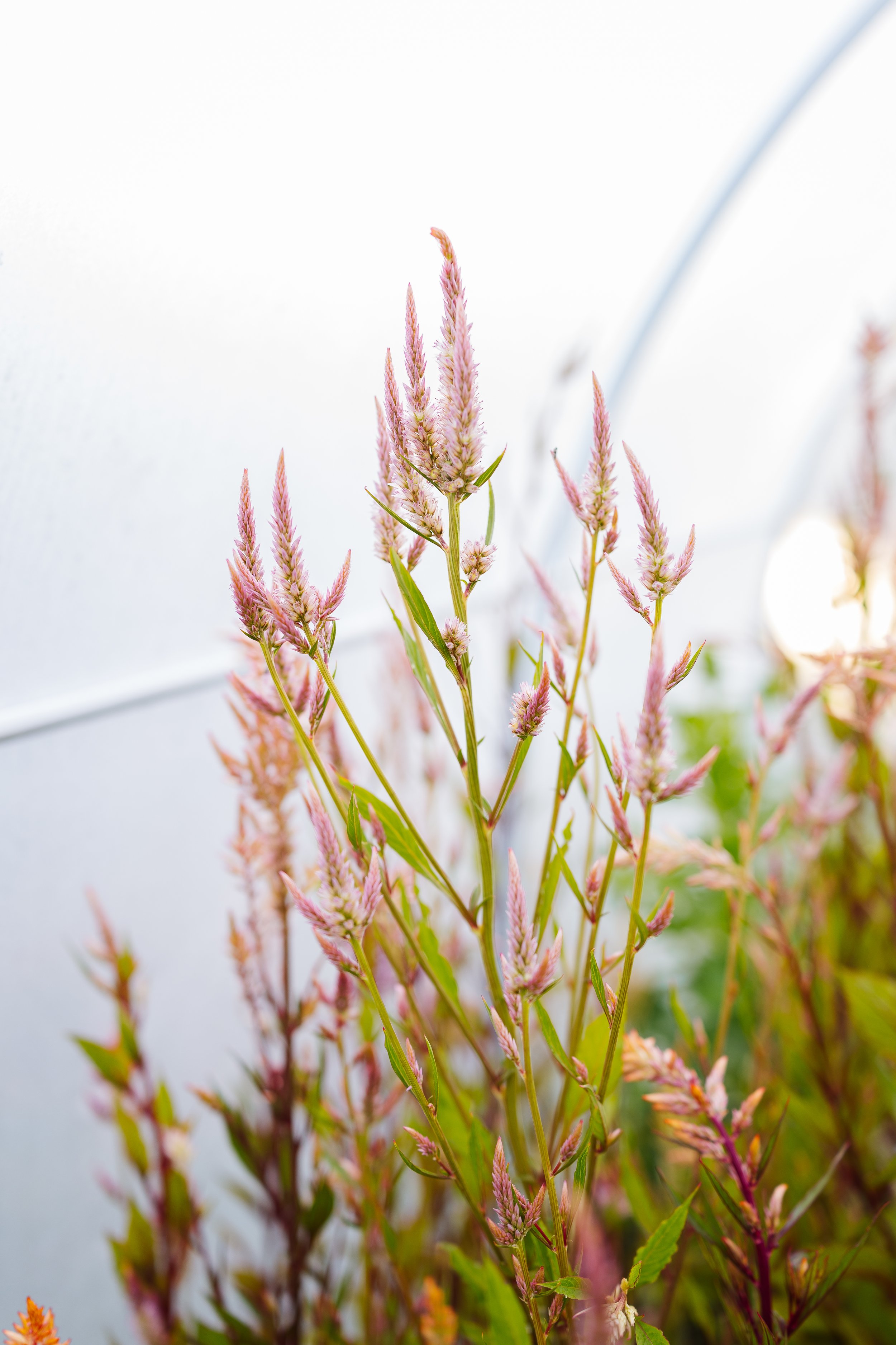 Celosia 'Vintage'