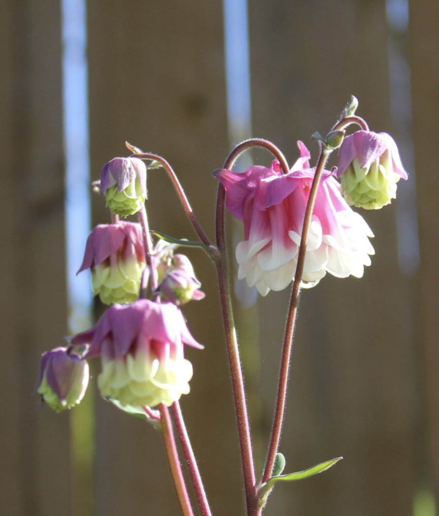 Aquilegia - Pink Petticoat
