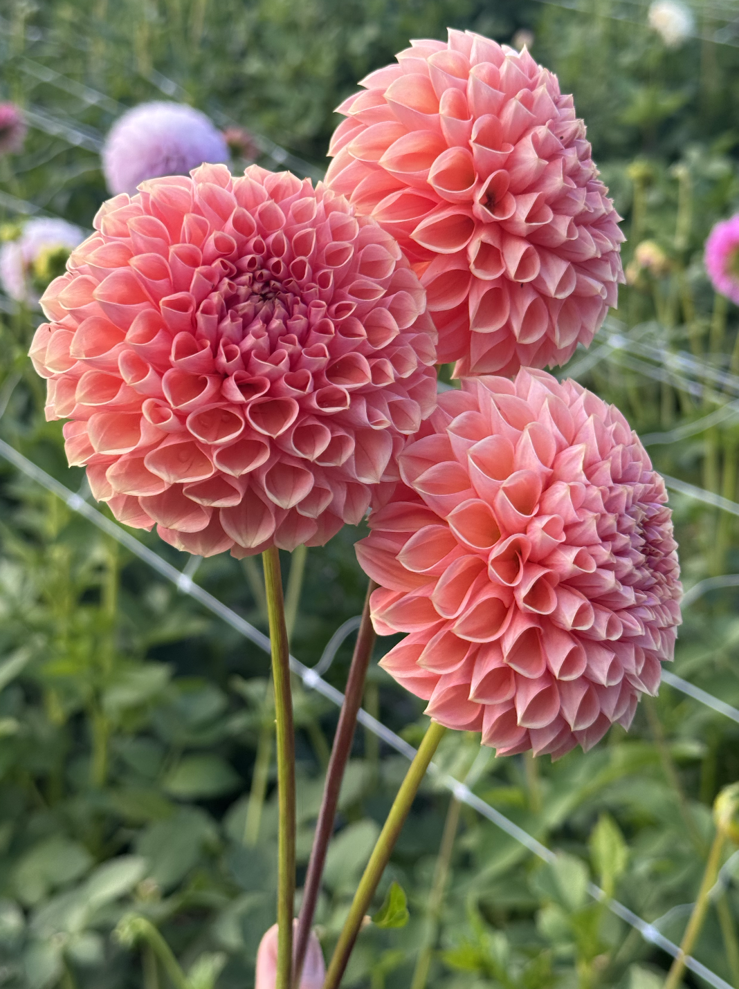 Screenshot 2026-03-23 at 12.41.18 PM.png