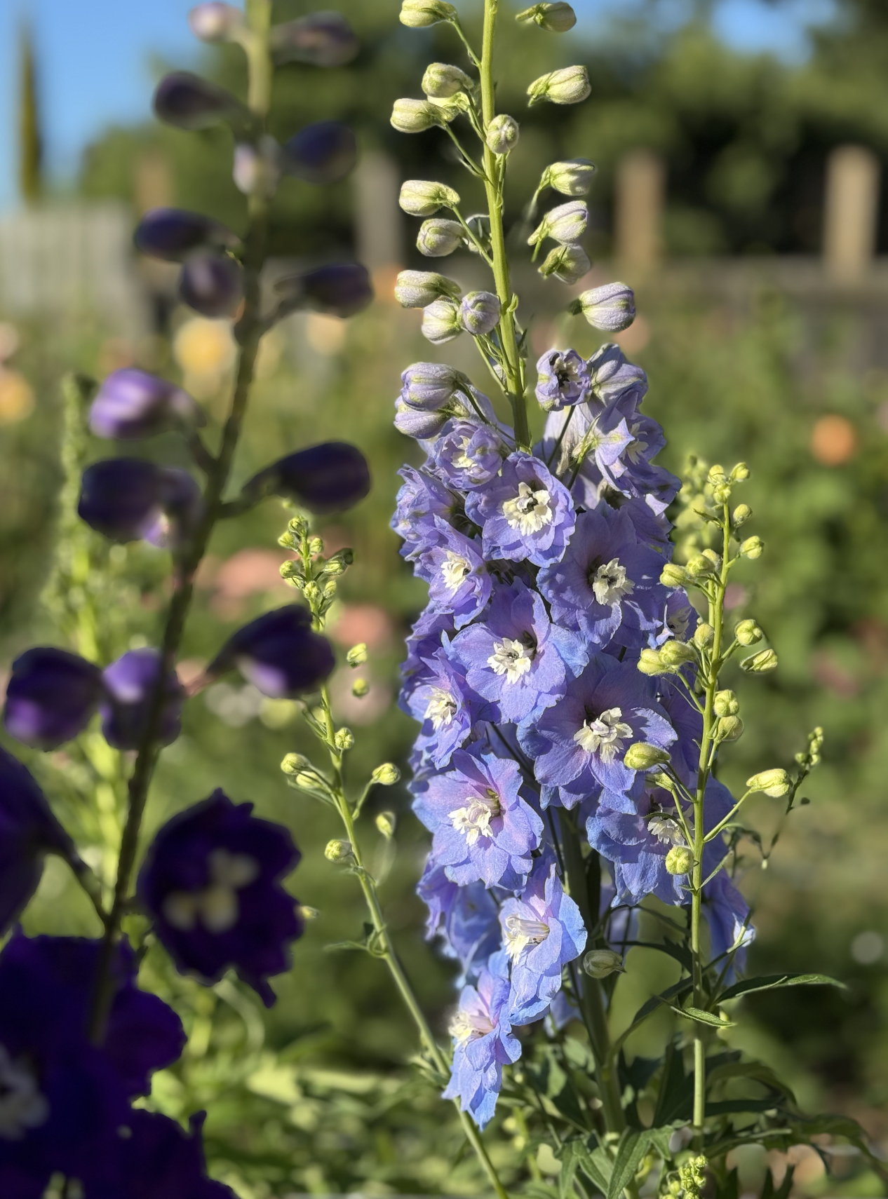 Sunny Skies Delphinium