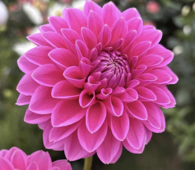 Screenshot 2026-03-26 at 3.16.03 PM.png