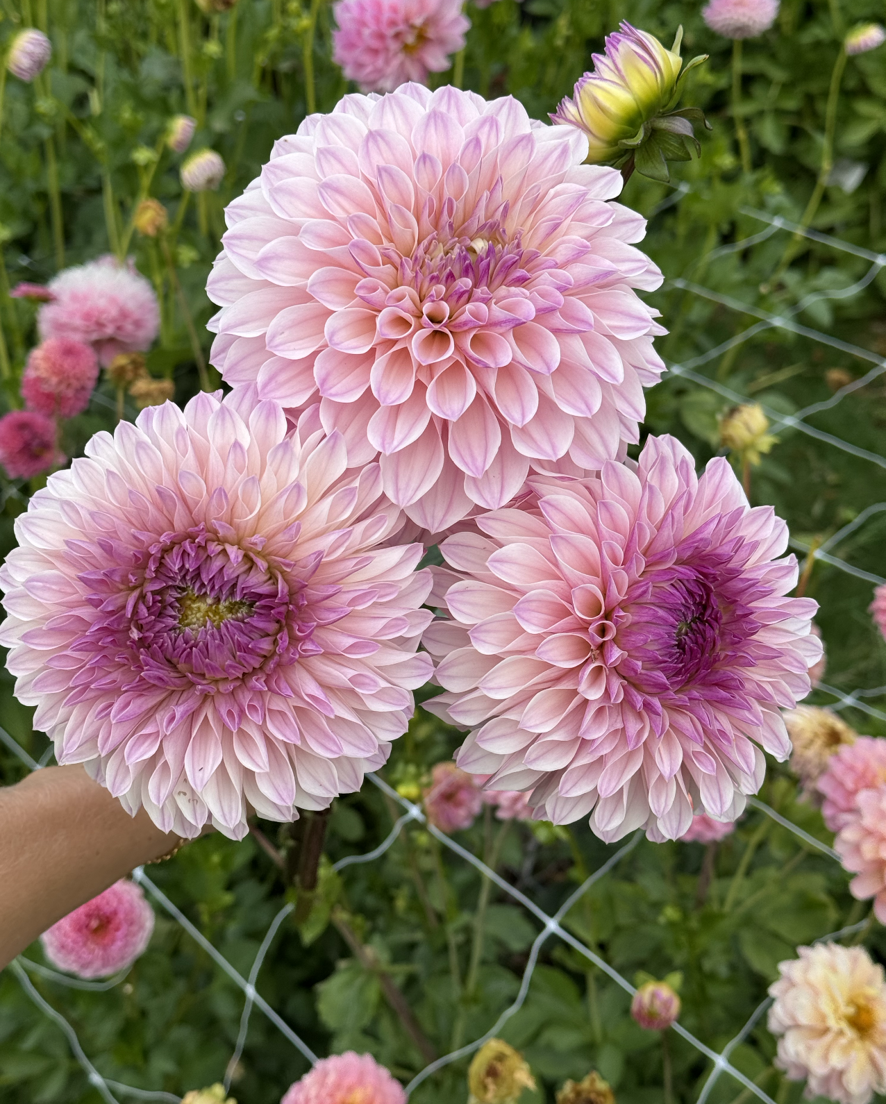 Screenshot 2026-03-23 at 12.58.54 PM.png