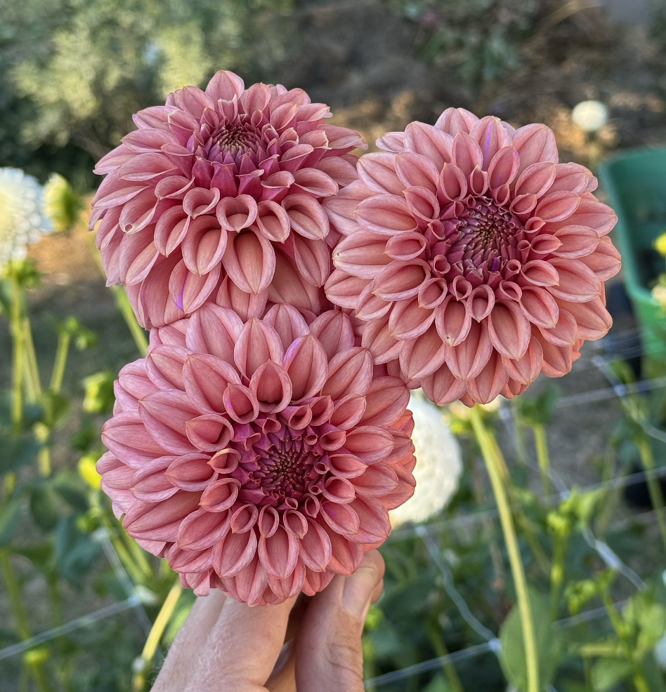 Screenshot 2026-03-24 at 10.02.43 PM.png