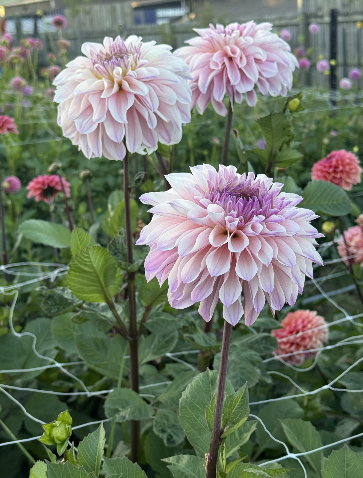 Screenshot 2026-03-23 at 12.51.46 PM.png