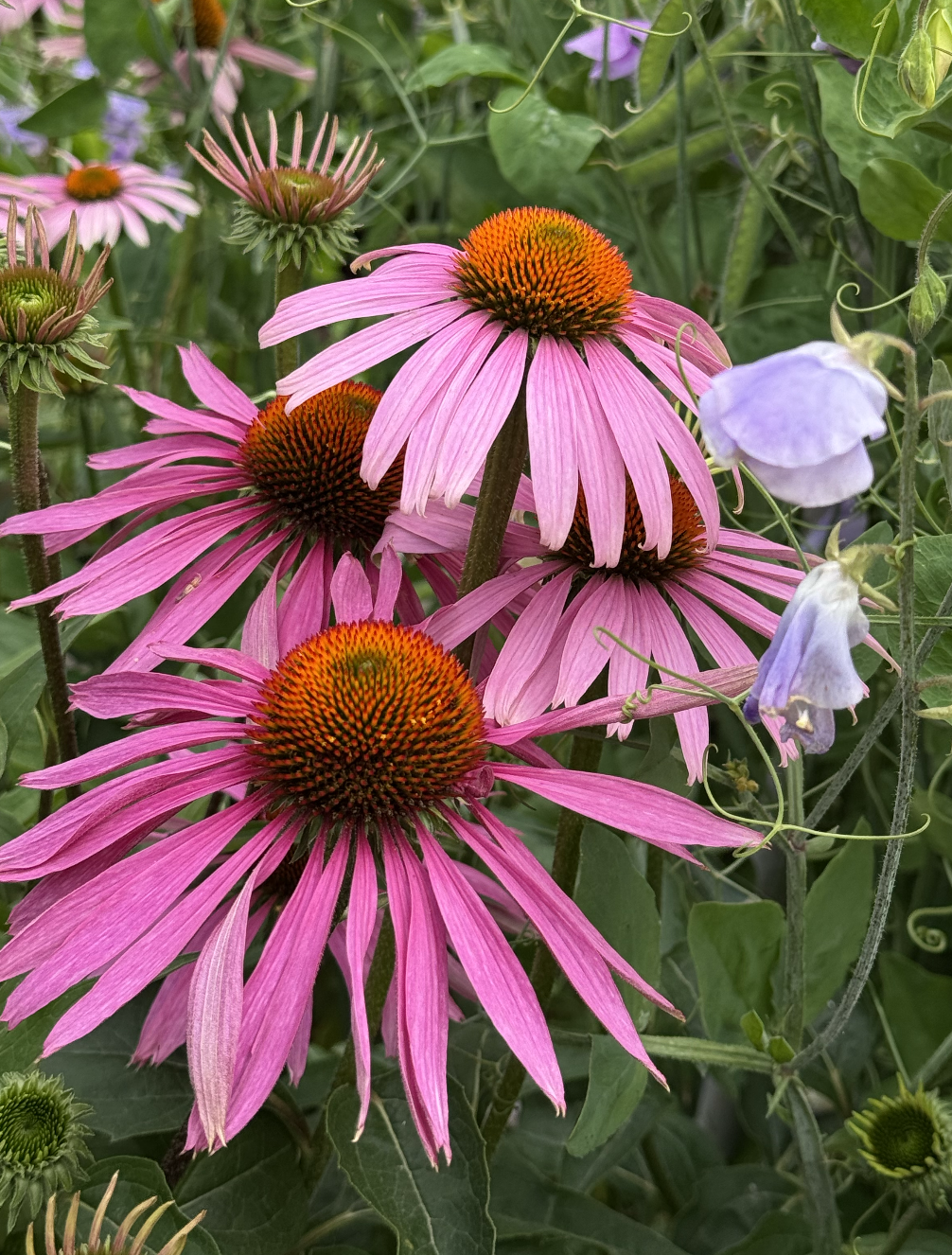 Screenshot 2026-04-26 at 9.01.20 AM.png