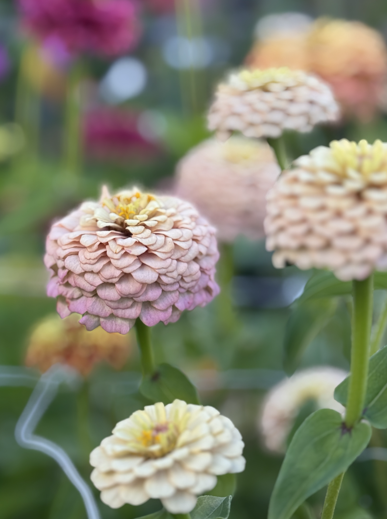 Screenshot 2026-03-23 at 9.04.00 PM.png