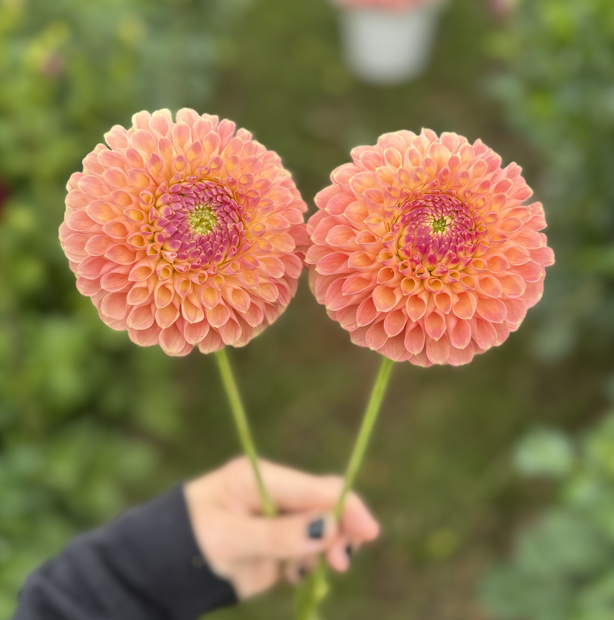 Screenshot 2025-10-06 at 6.31.40 PM.png