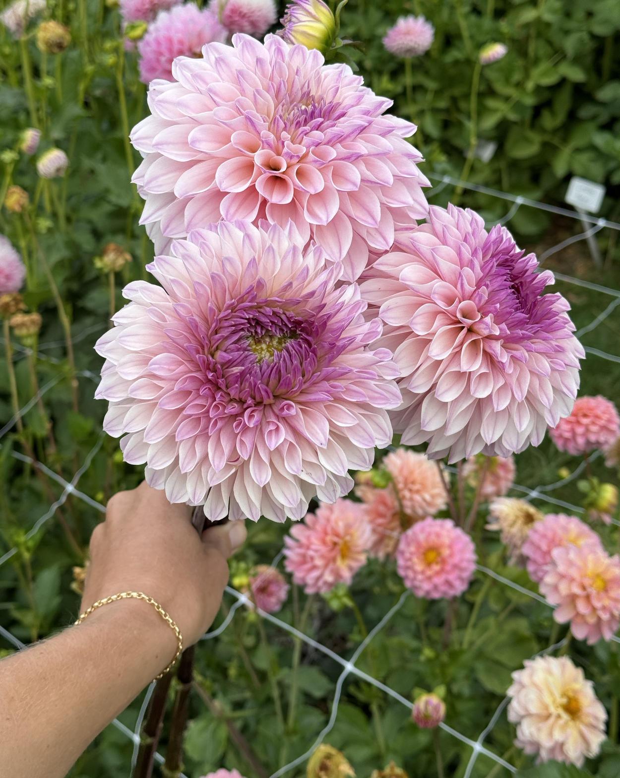 Screenshot 2026-03-23 at 12.59.02 PM.png