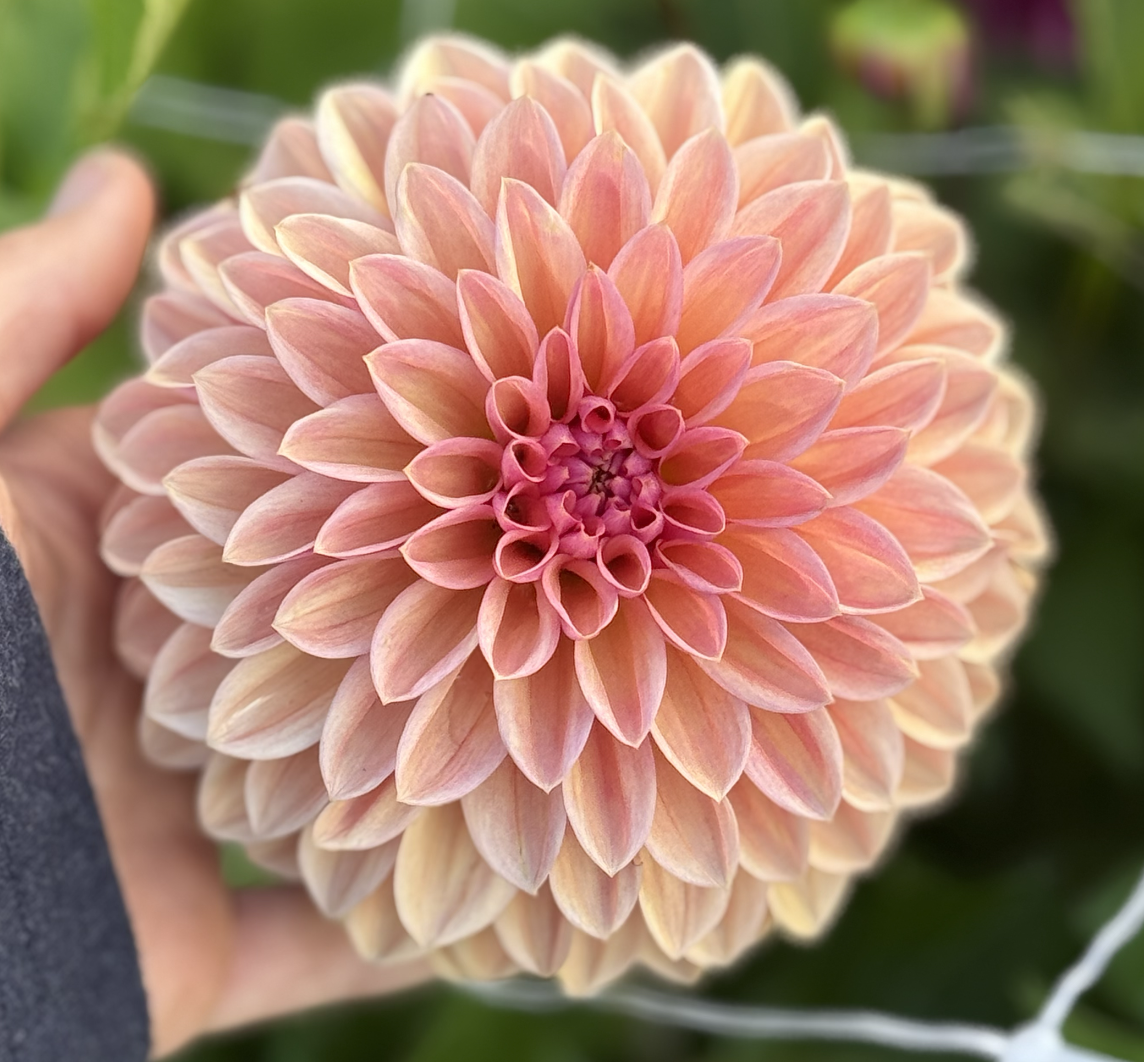 Screenshot 2026-04-22 at 10.21.33 PM.png