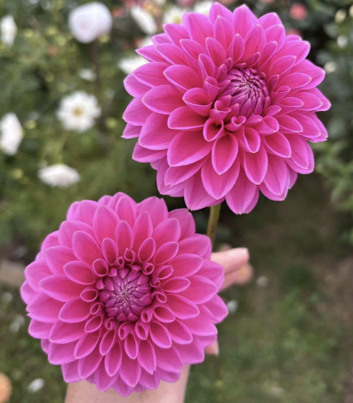 Screenshot 2026-03-26 at 3.15.56 PM.png