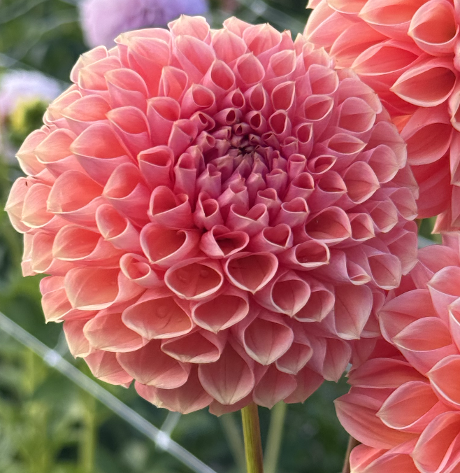 Screenshot 2026-03-23 at 12.41.10 PM.png