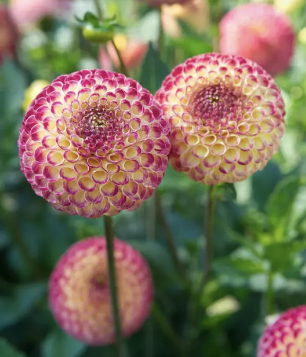 Screenshot 2026-03-24 at 10.05.45 PM.png