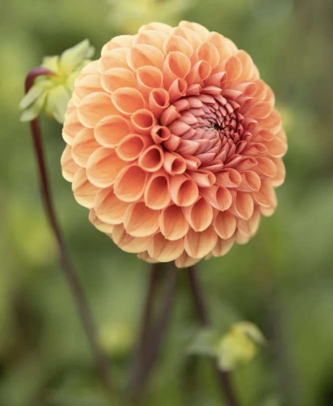 Screenshot 2026-03-24 at 9.29.21 PM.png