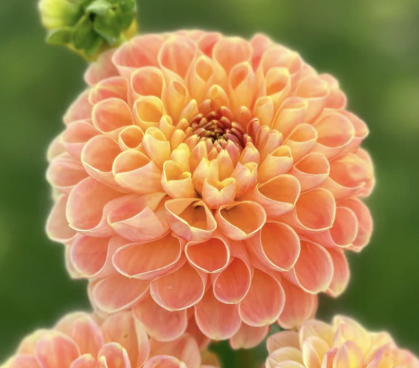 Screenshot 2026-03-23 at 12.32.50 PM.png