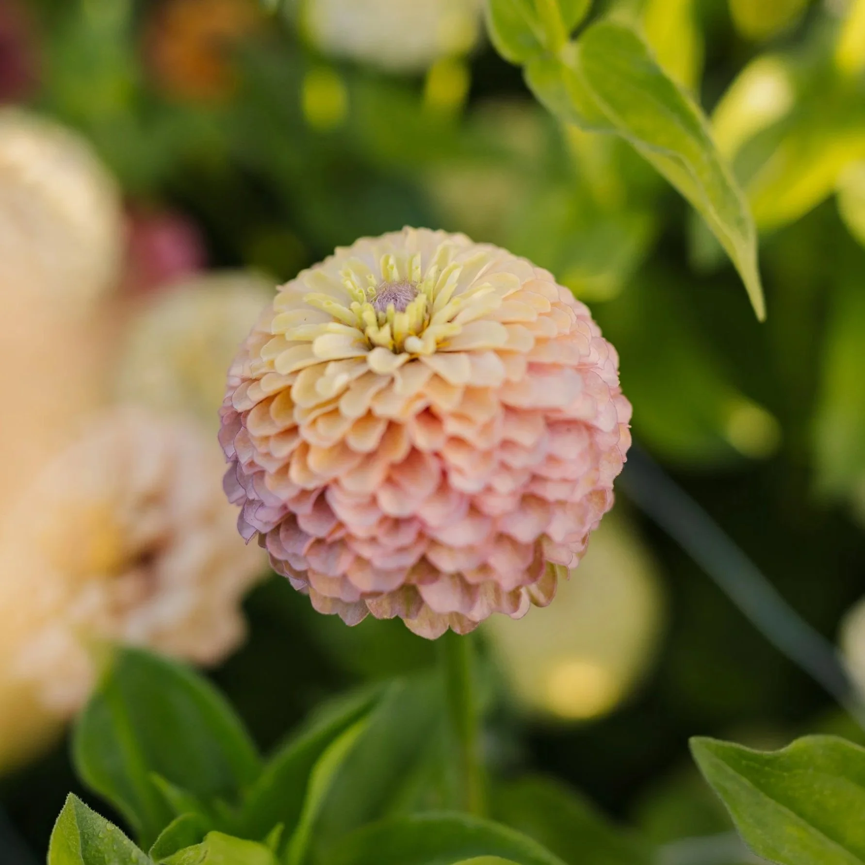 ZINNIA 'Petite Double Blend'