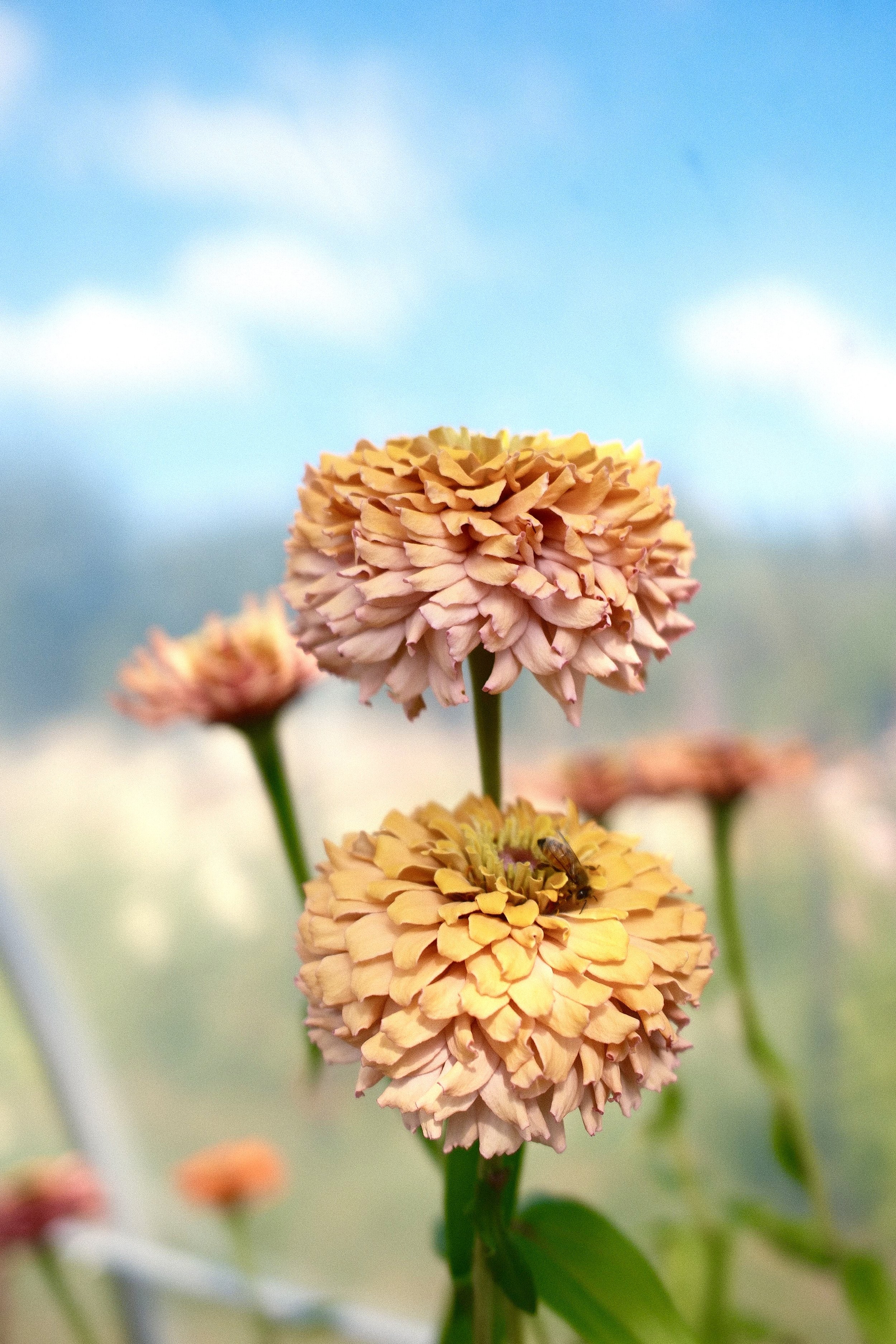 DSCF0719.jpg